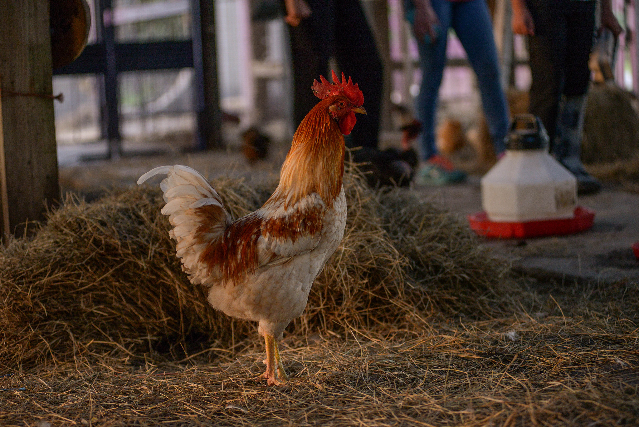 chicken