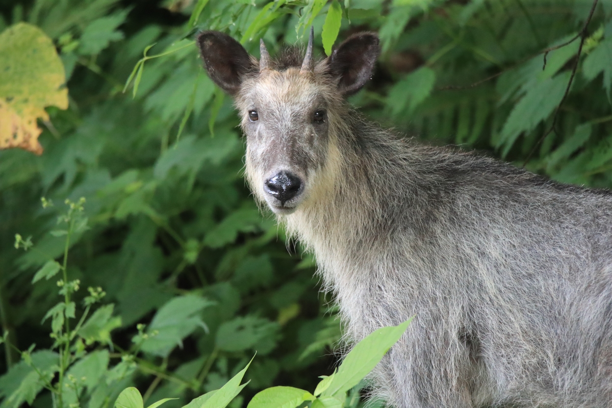 DIVERSITY AND DISTRIBUTIONS 期刊：生物多样性和物种分布研究的领先期刊