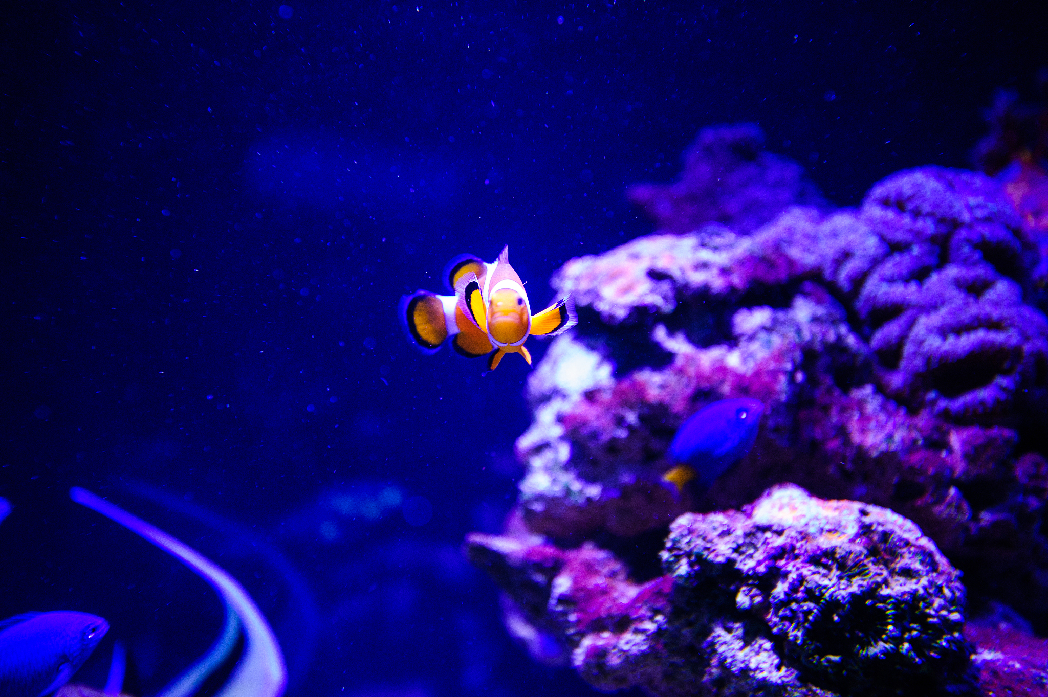 wonderful and beautiful underwater world with corals and tropica