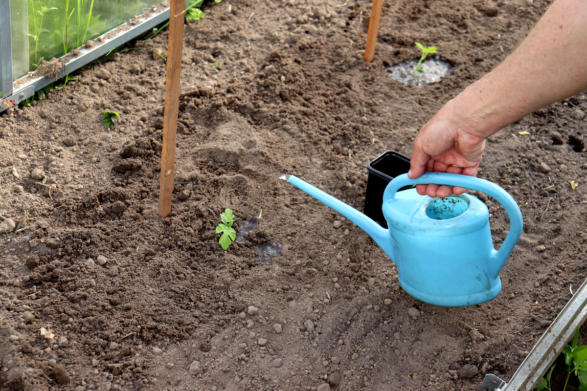 见干见湿浇水原则：如何判断植物何时需要浇水？