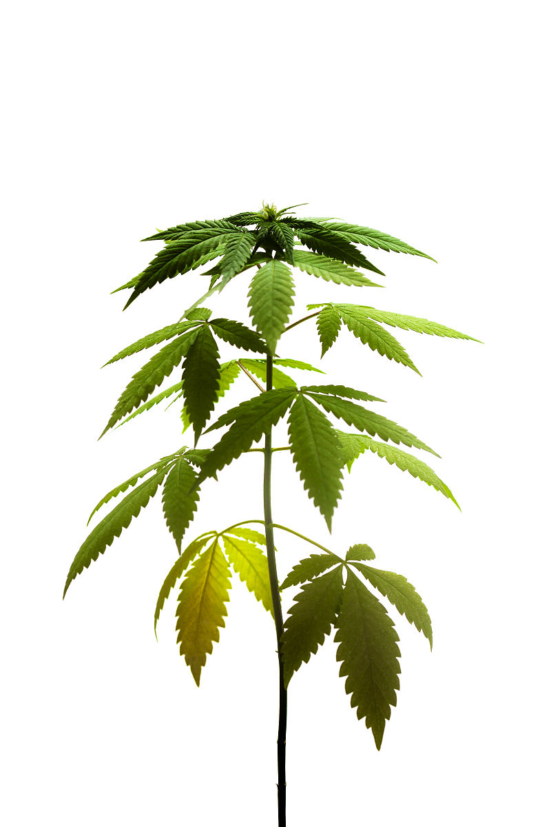 写一篇不少于500词的大麻屋建造的文章