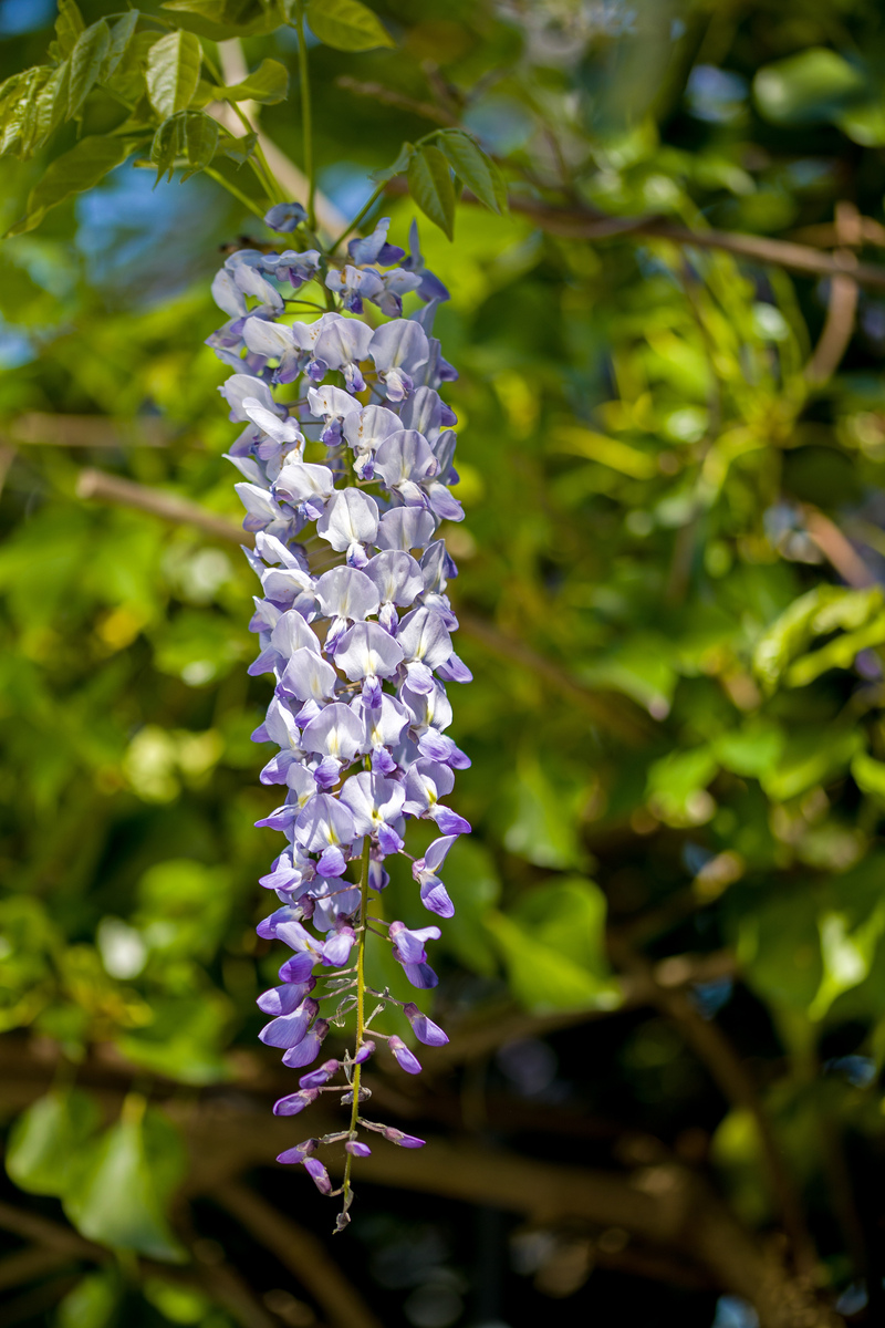 重楼：紫藤花，中国特有的藤本植物