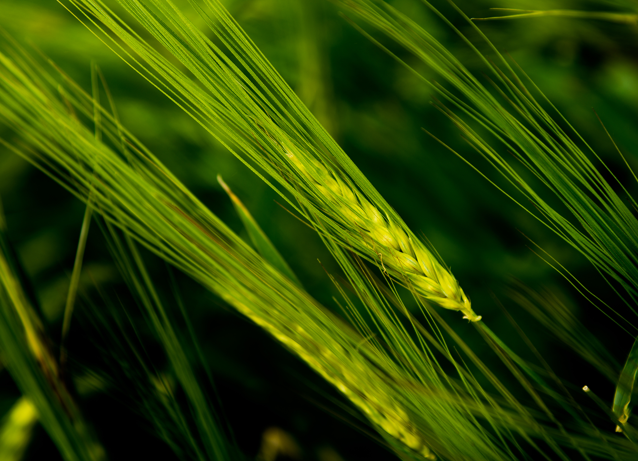 青海省青稞和牛羊肉交易中心发展关键：投入与经费保障