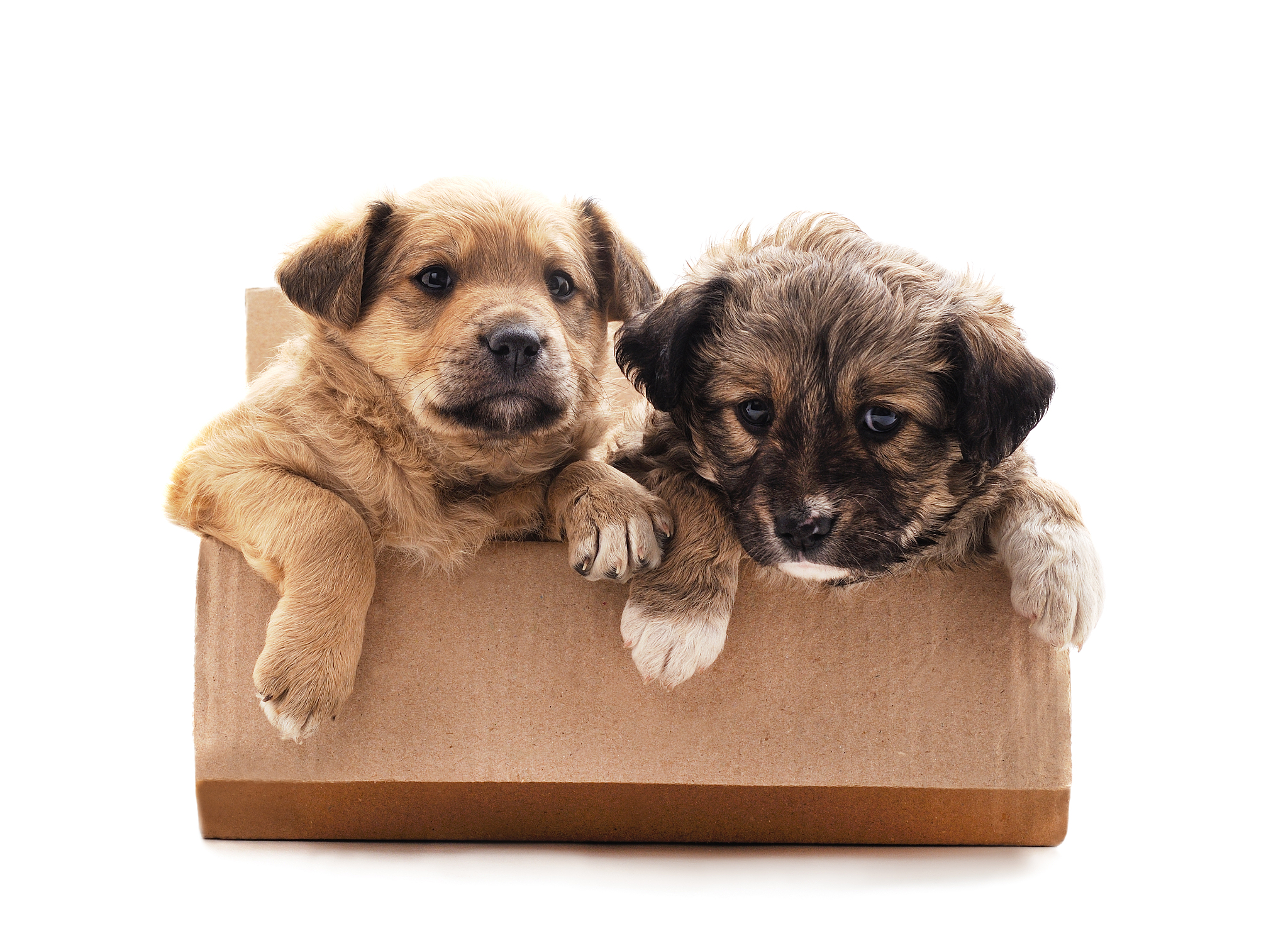 宠物去世后如何妥善安排：告别挚友，缅怀爱宠