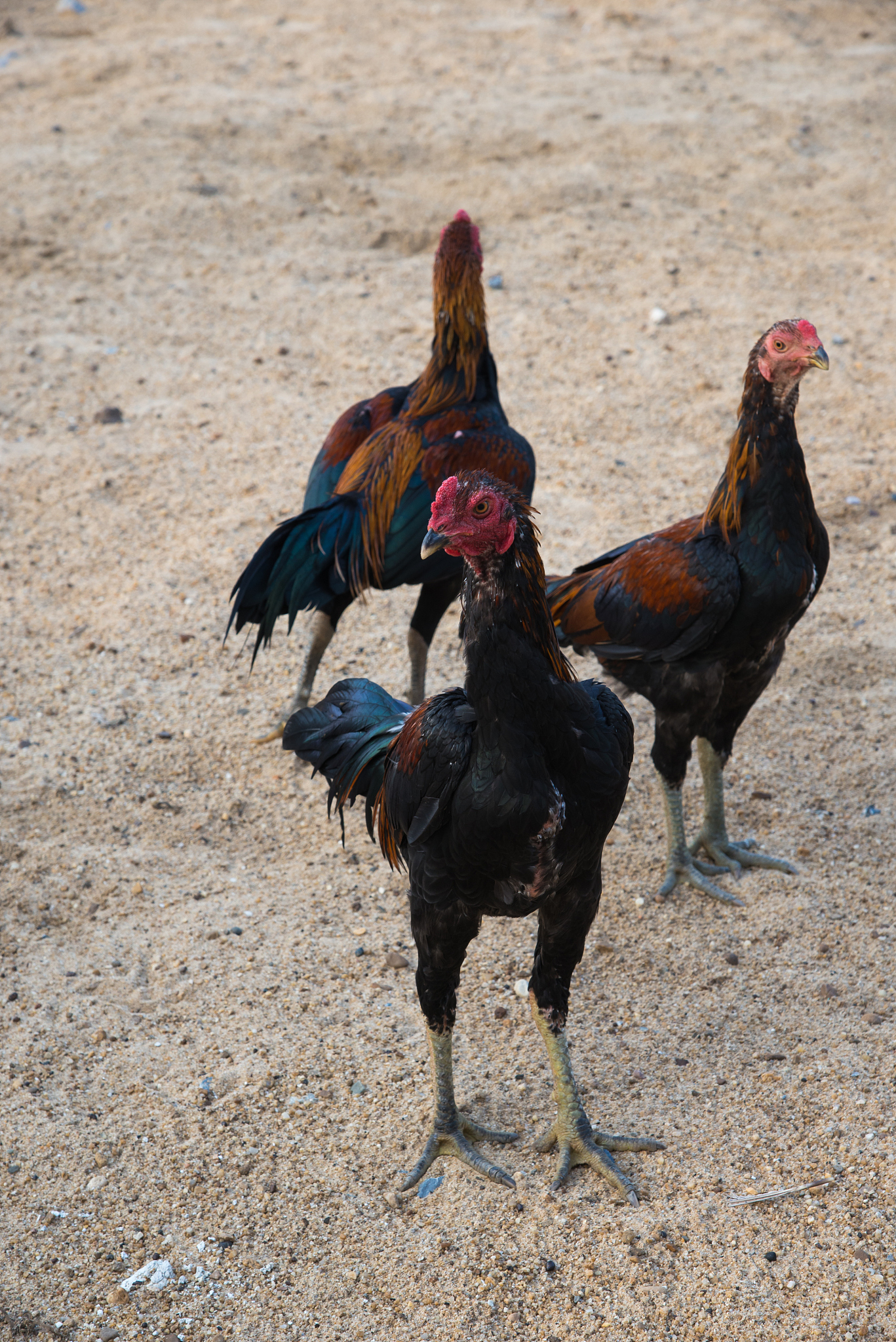 chicken flocks