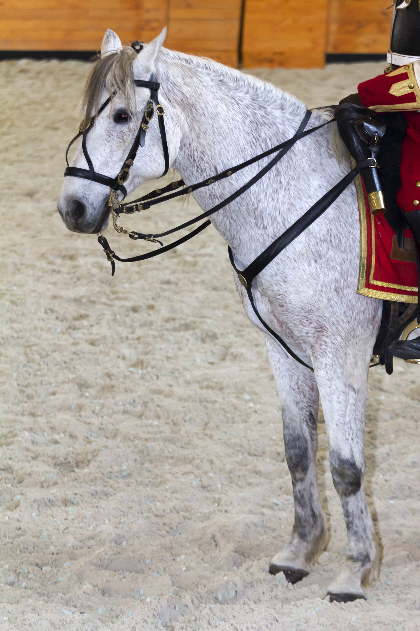 horse