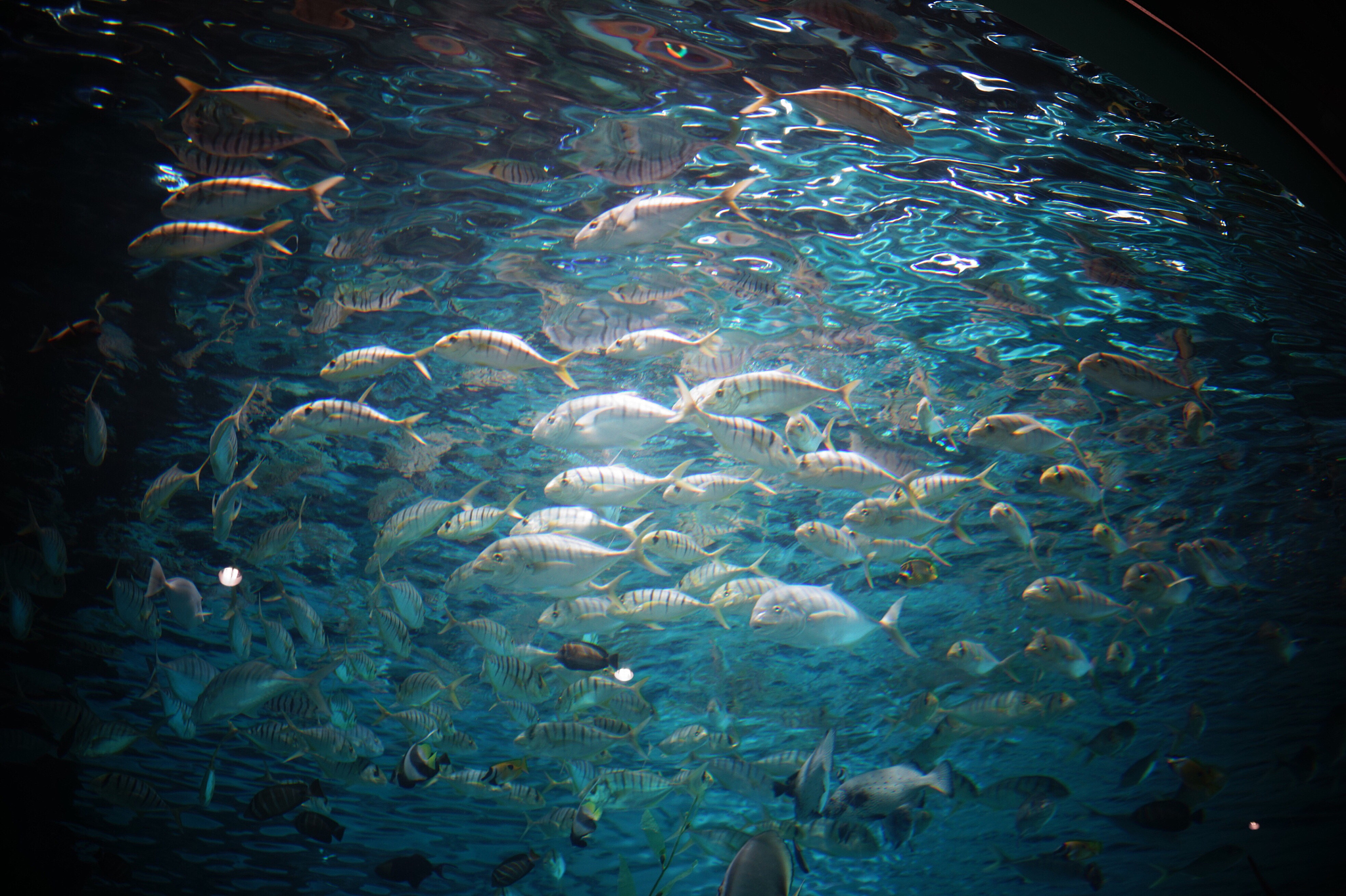 school of fish swimming underwater