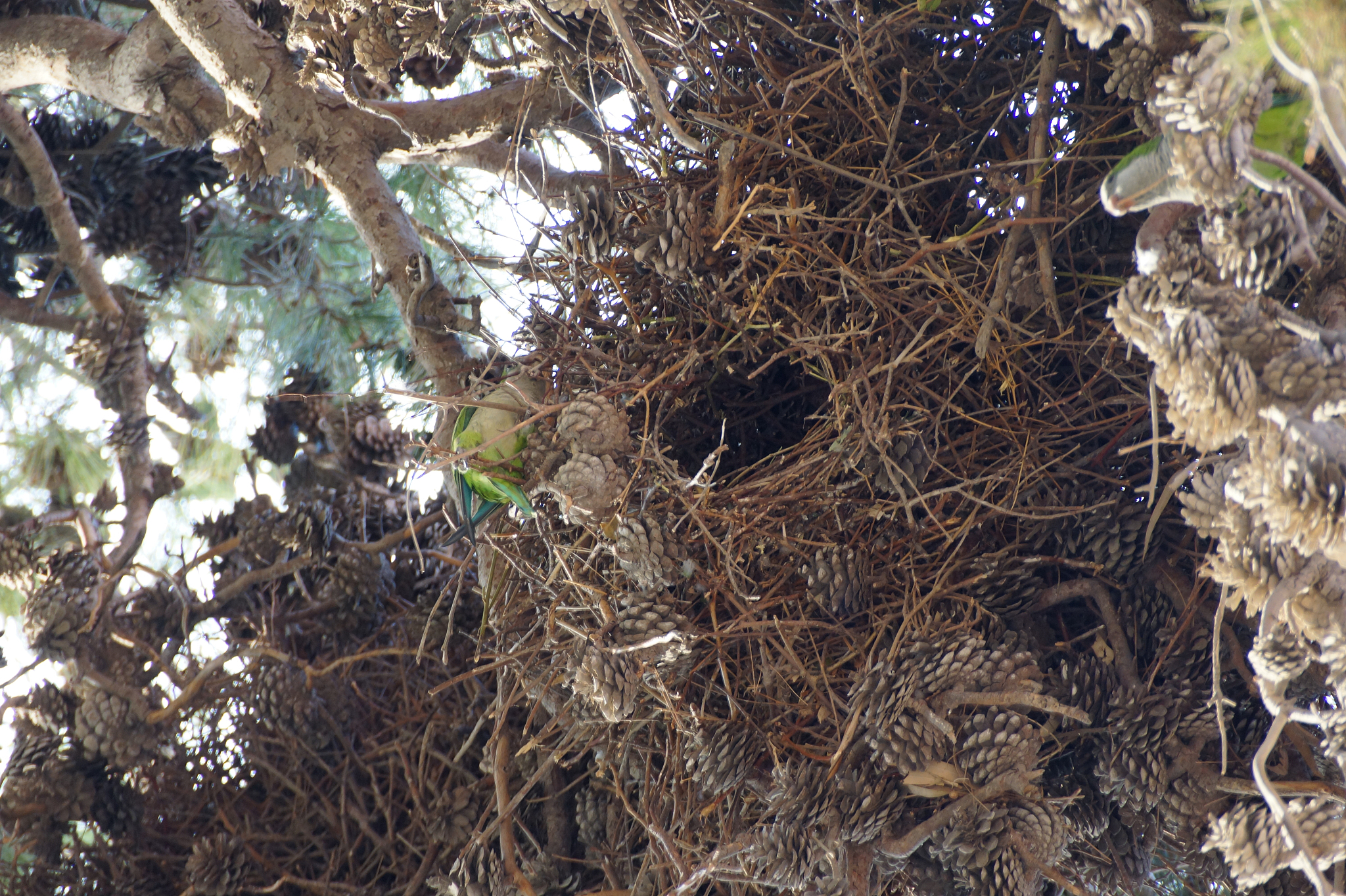 对抗攻击在现实世界的能够保护重要目标不被非法侵害。例如随着目标检测算法的探测性能不断攀升给重要目标的伪装能力提出了新的挑战对抗攻击的研究便为伪装隐身提供了新思路。请你为上述文段润色改写使其更具逻辑性和学术性。