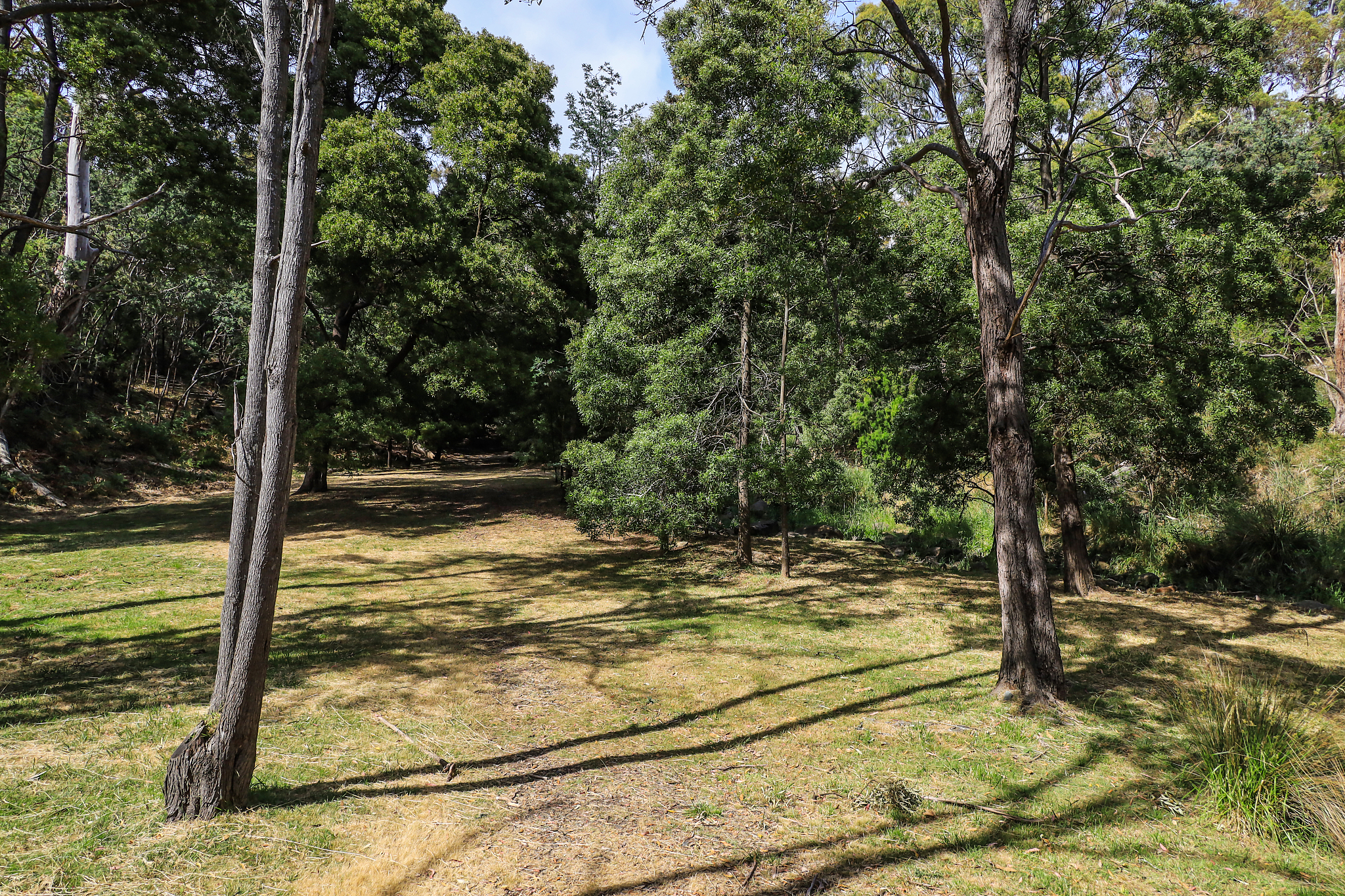 树木学实习日记：走进森林，开启林学之旅
