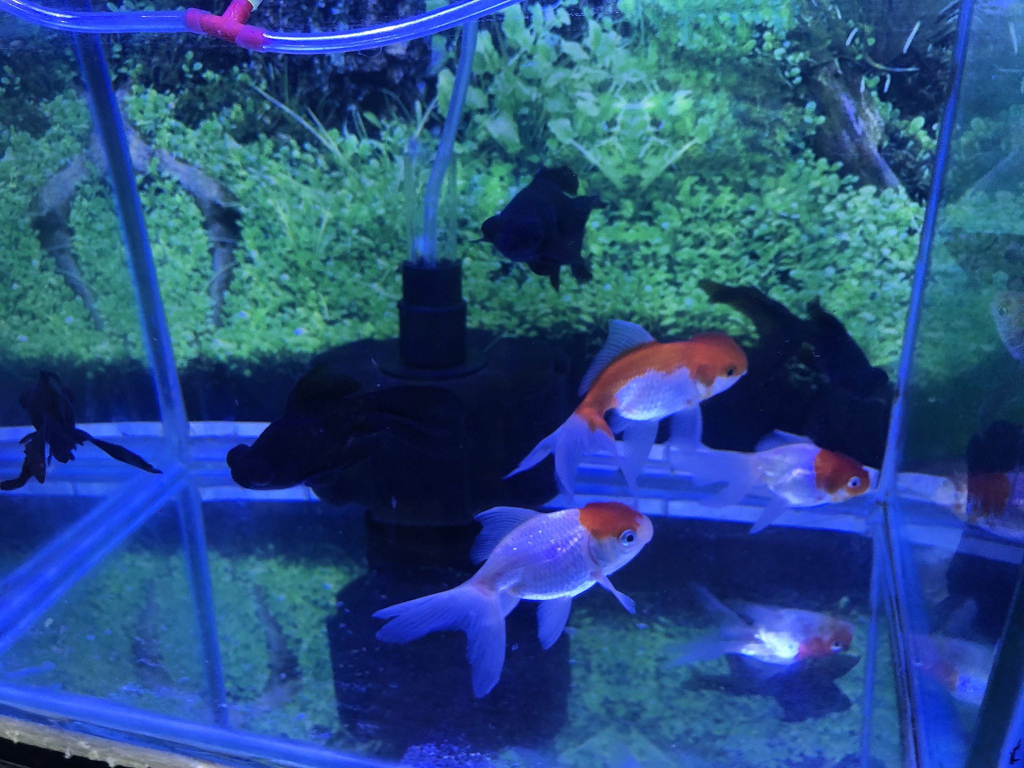 close-up image of shoal of young red-cap orandas, red and white 