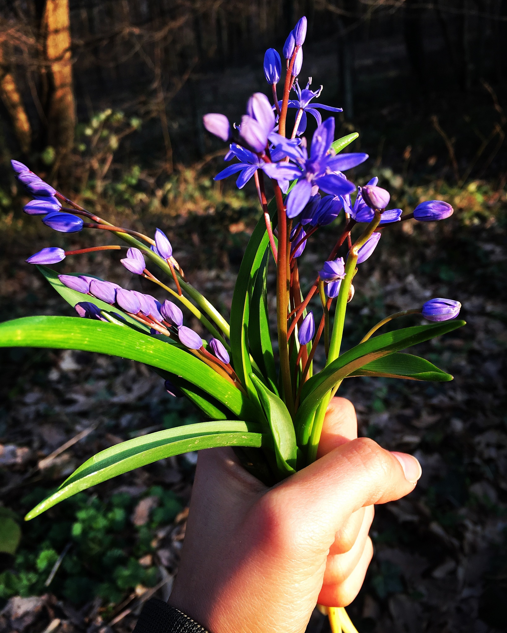 blue bouquet of flowers