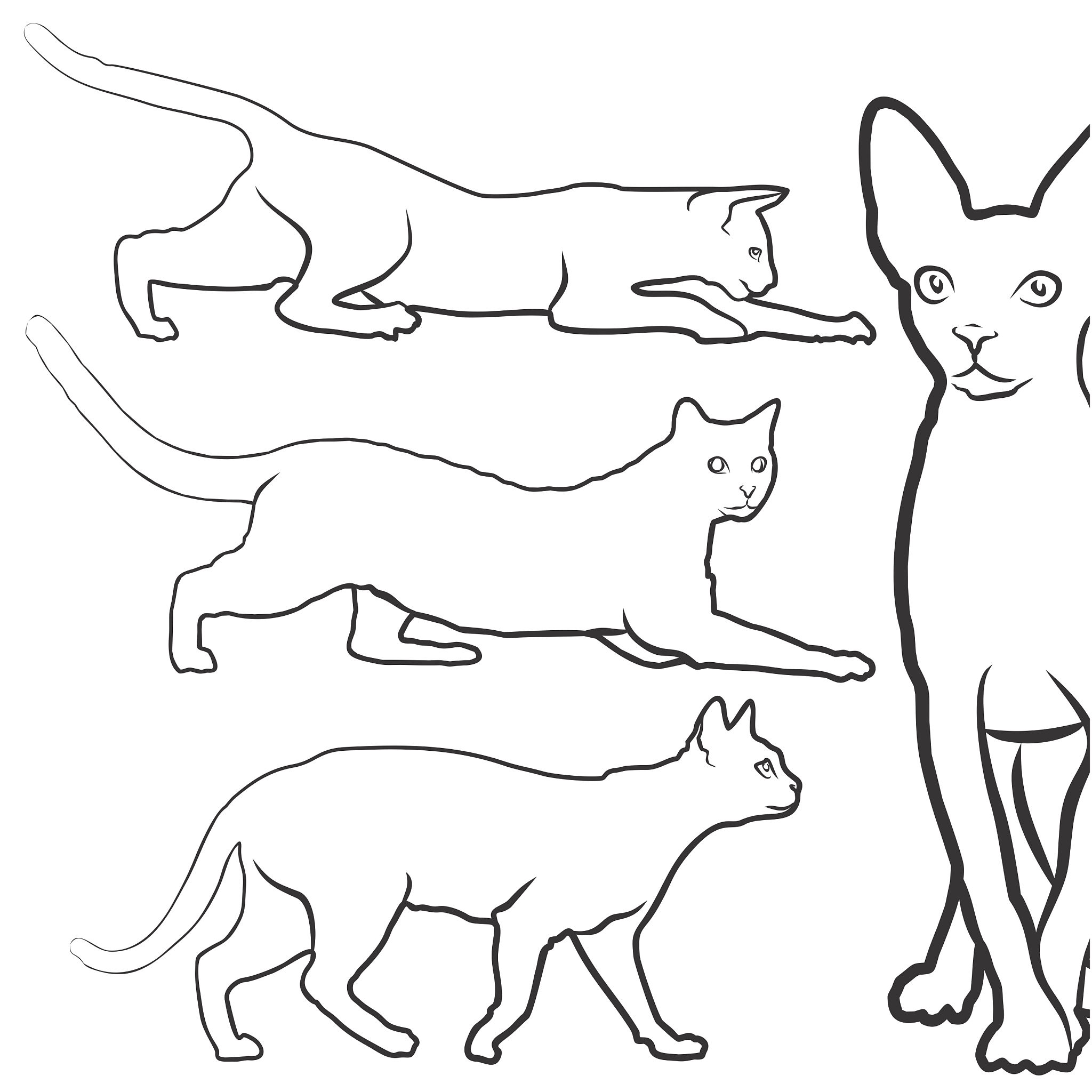 Draw a cat using SVG, just show me an example