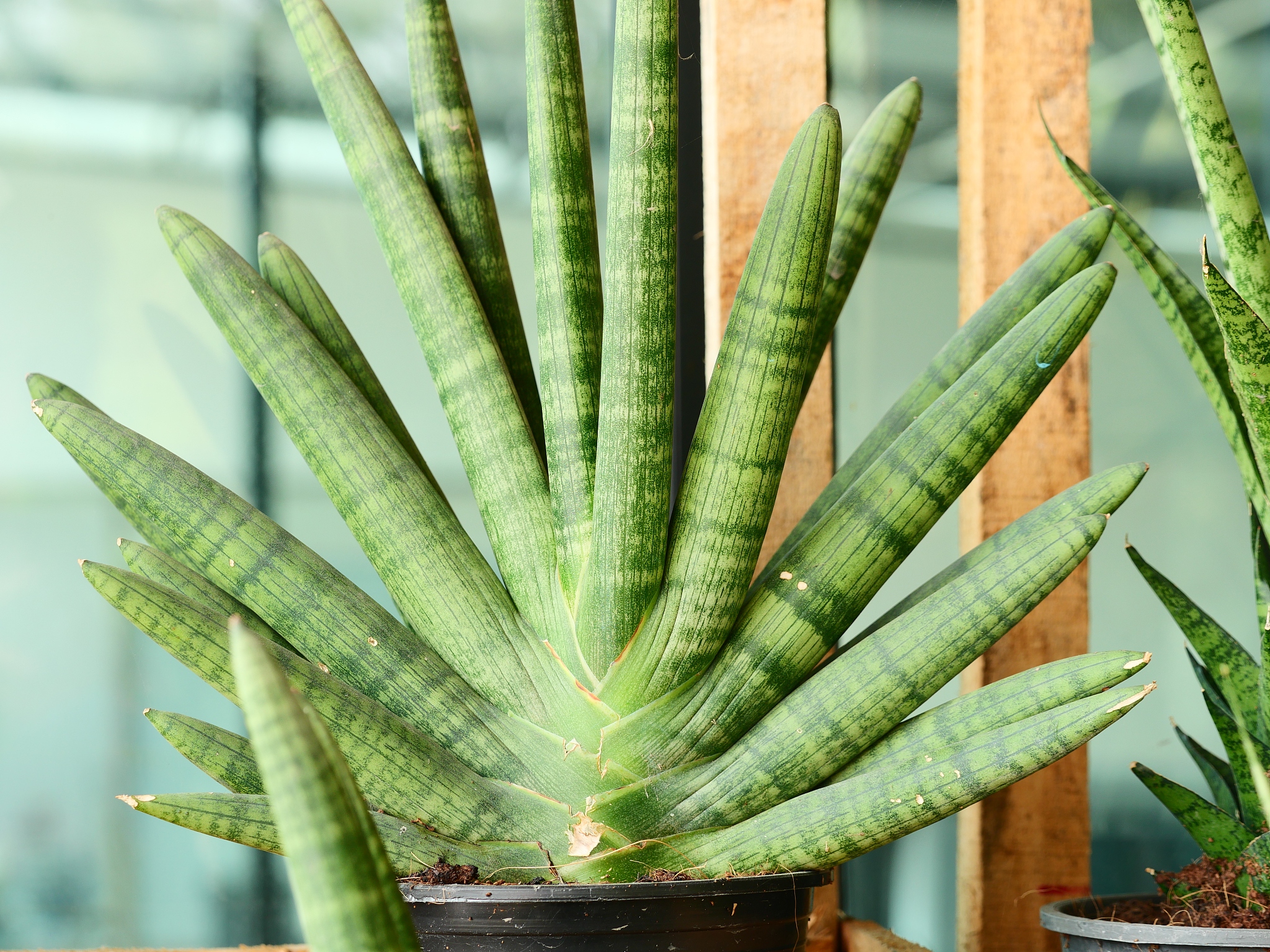 sansevieria on the ground