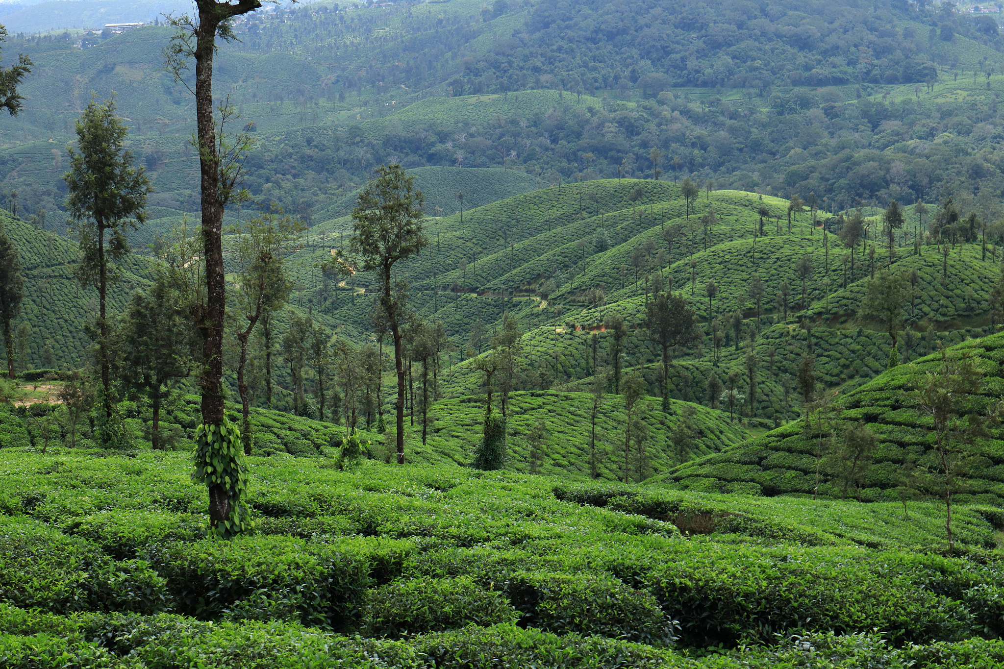 beautiful tea plantations in the western ghats of south india.