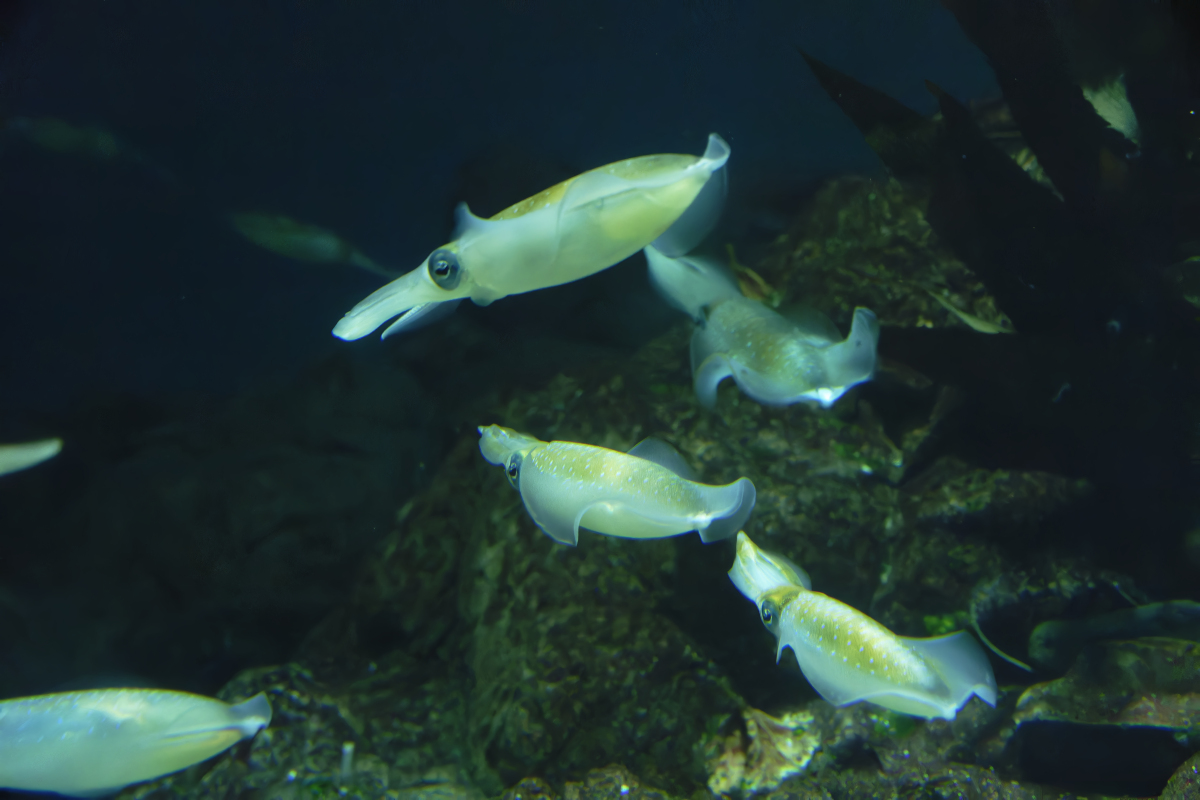 海洋化学研究范围：从成分分析到环境监测