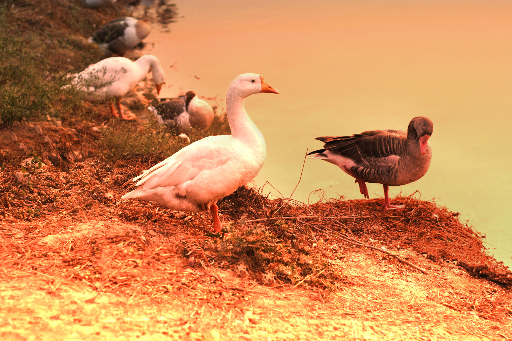 翻译：鹅鹅鹅弯曲的脖子向天歌唱。白色的羽毛漂浮在绿色的水面上红色的手掌搅动着清澈的波浪