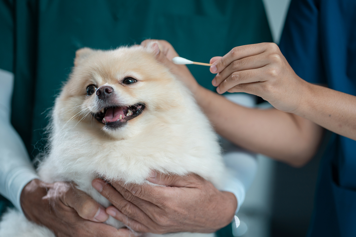 柯利犬眼部异常整体发病率