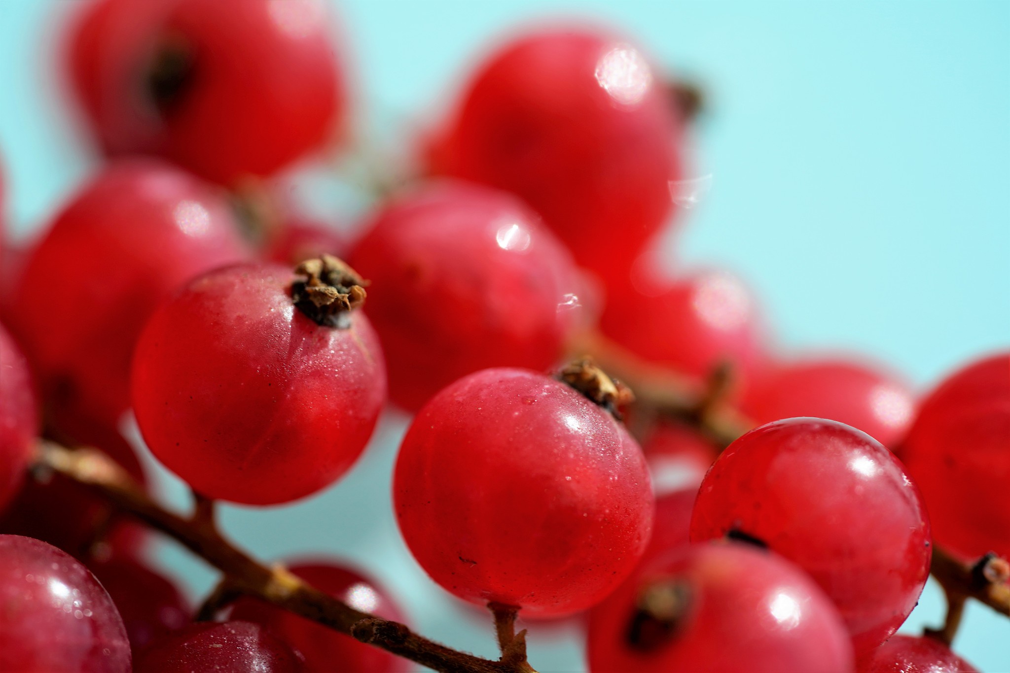 macro view on redcurrant berries on light background