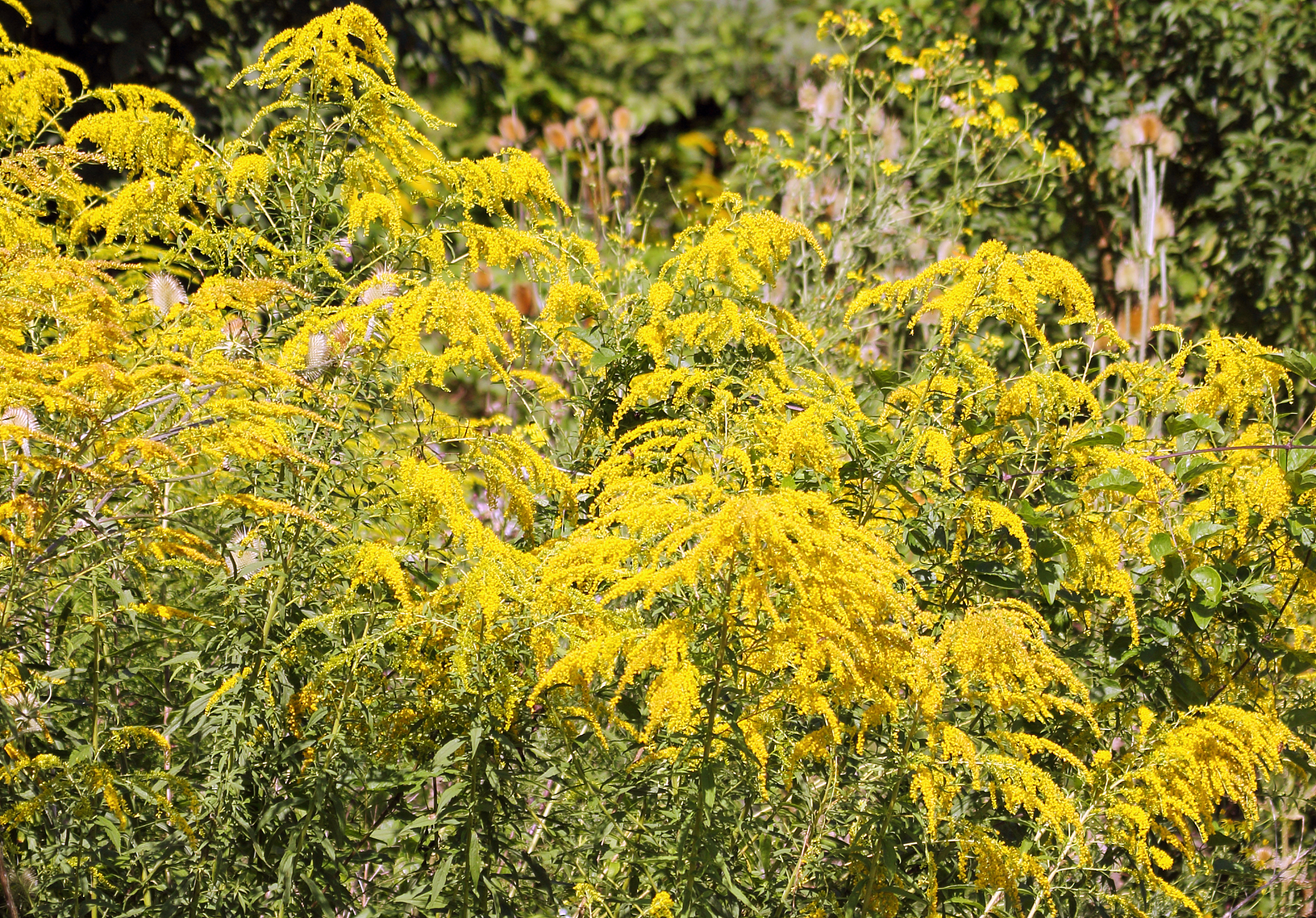 mimosa tree on a sunny day.