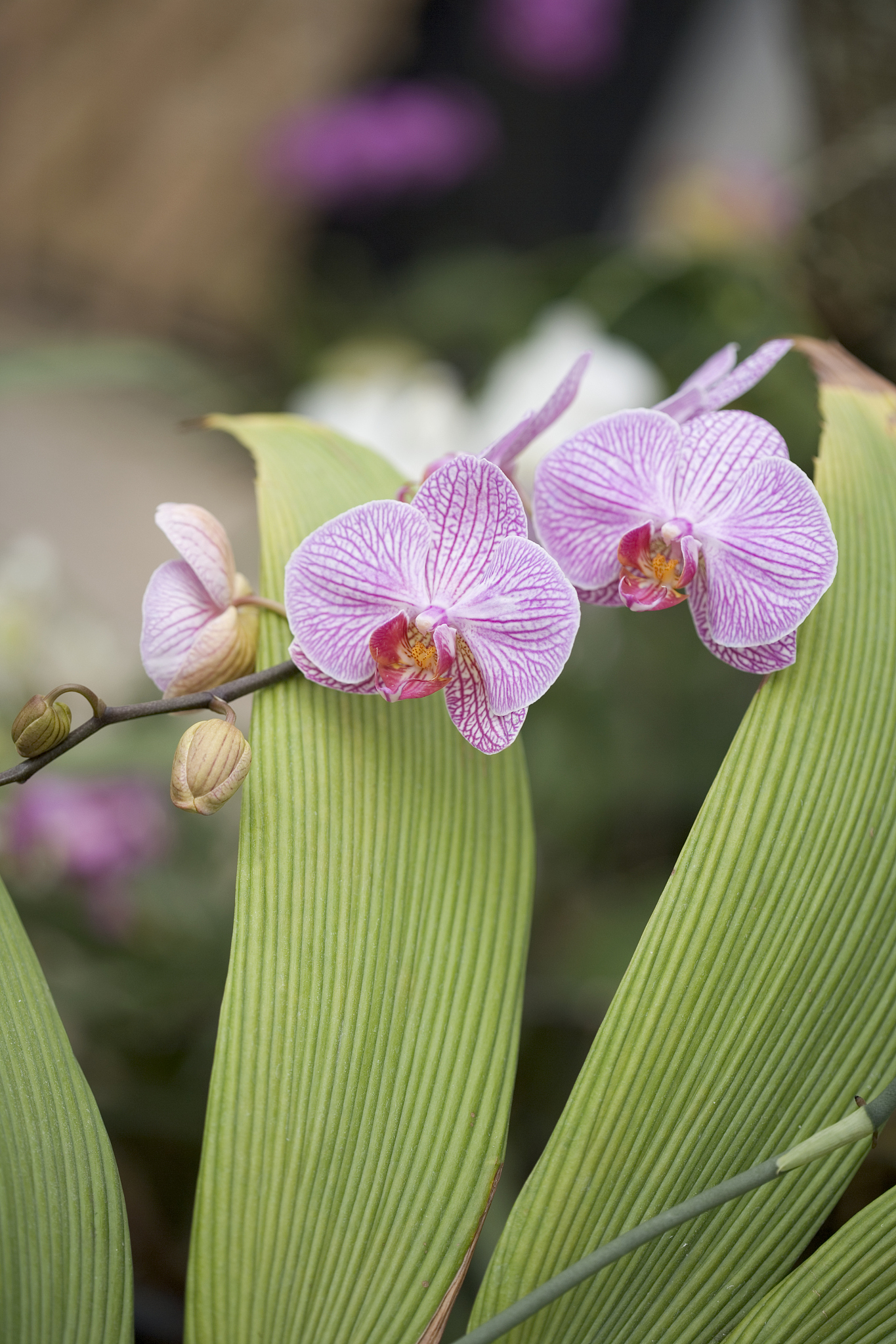 rare, beautiful orchids bloom in a florida garden