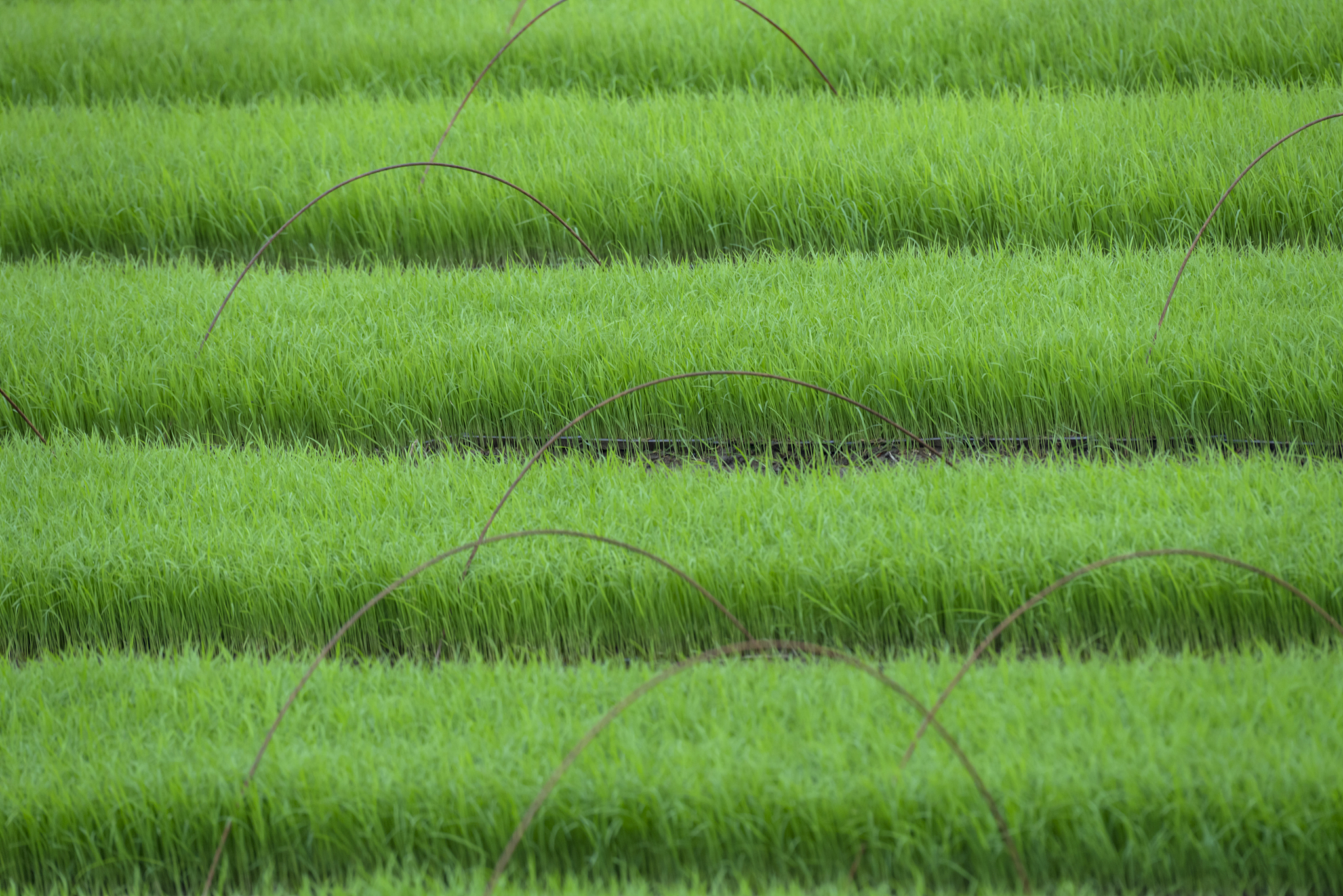 云南文山农业学校2021年招生专业：农学、园艺、畜牧兽医等