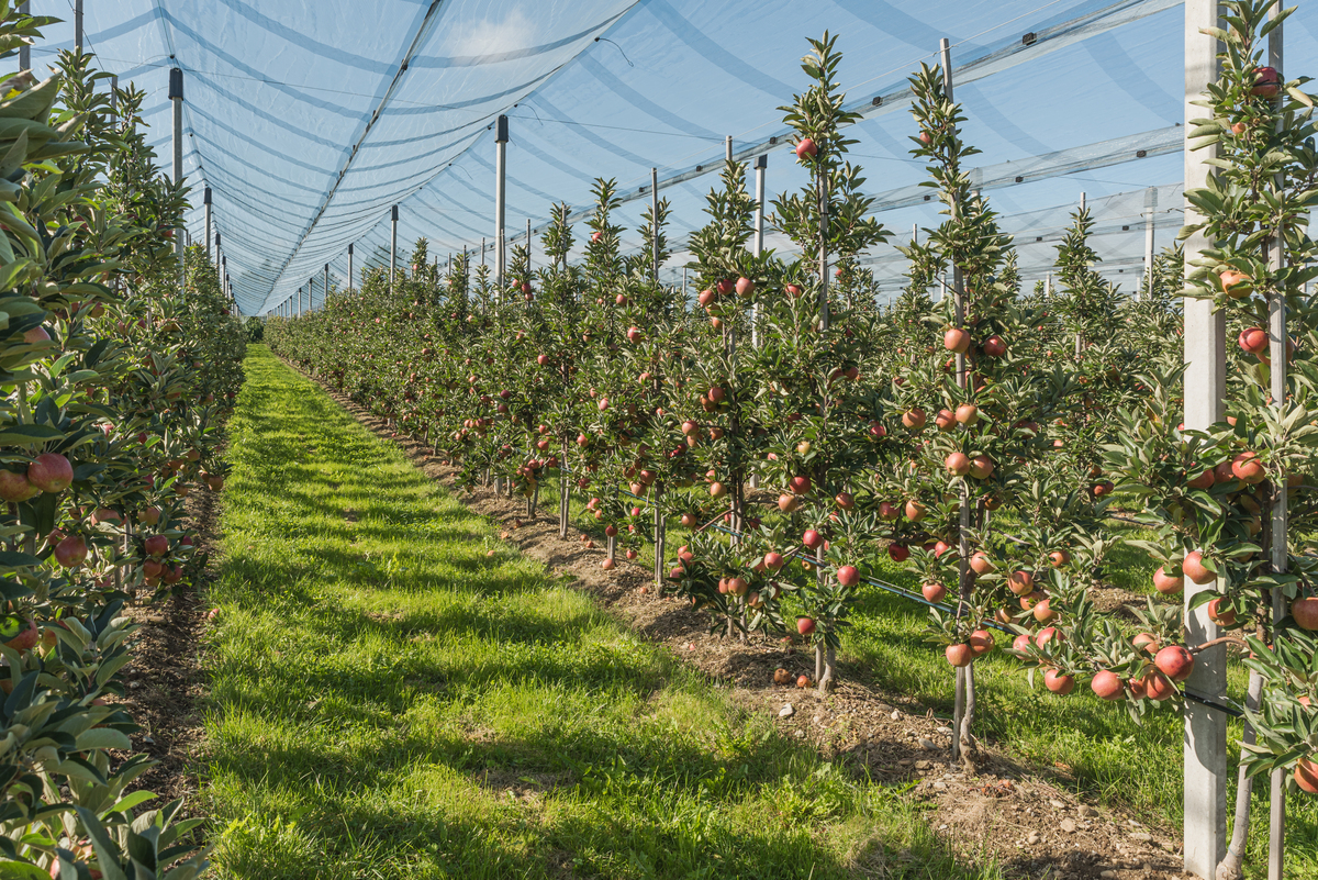 自家种的苹果推荐宣言：延安宜川苹果。父母自己种的