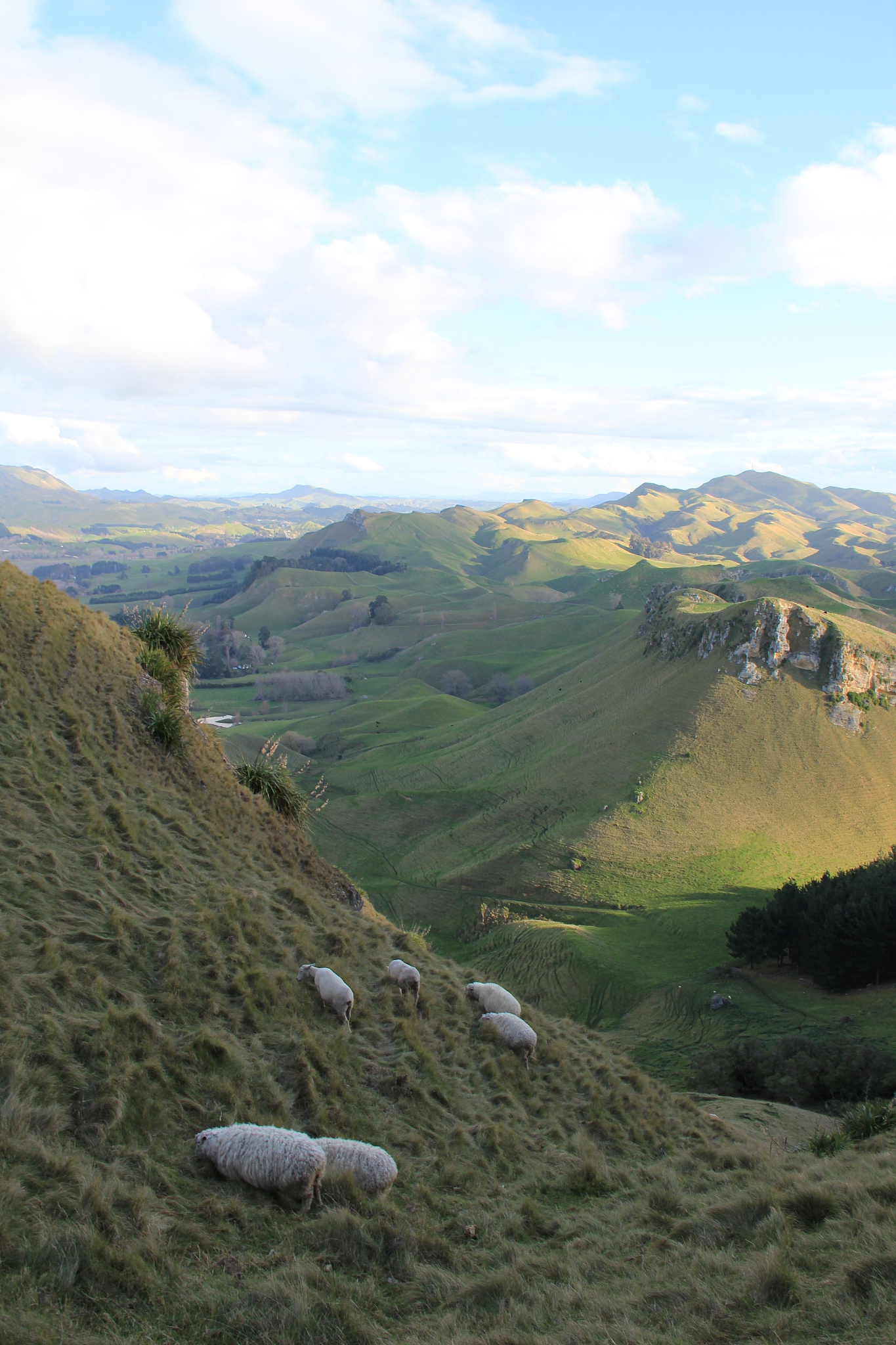 sheep in te mata peak