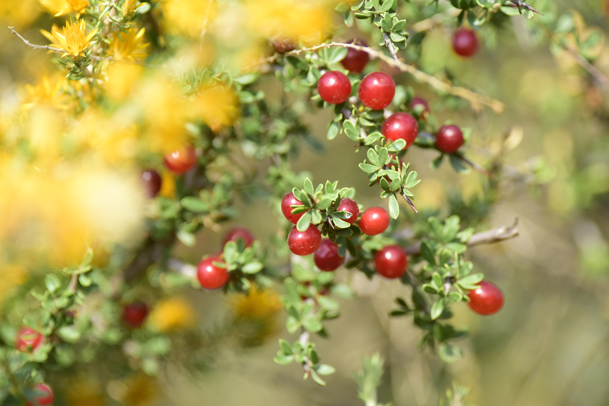 wild fruits