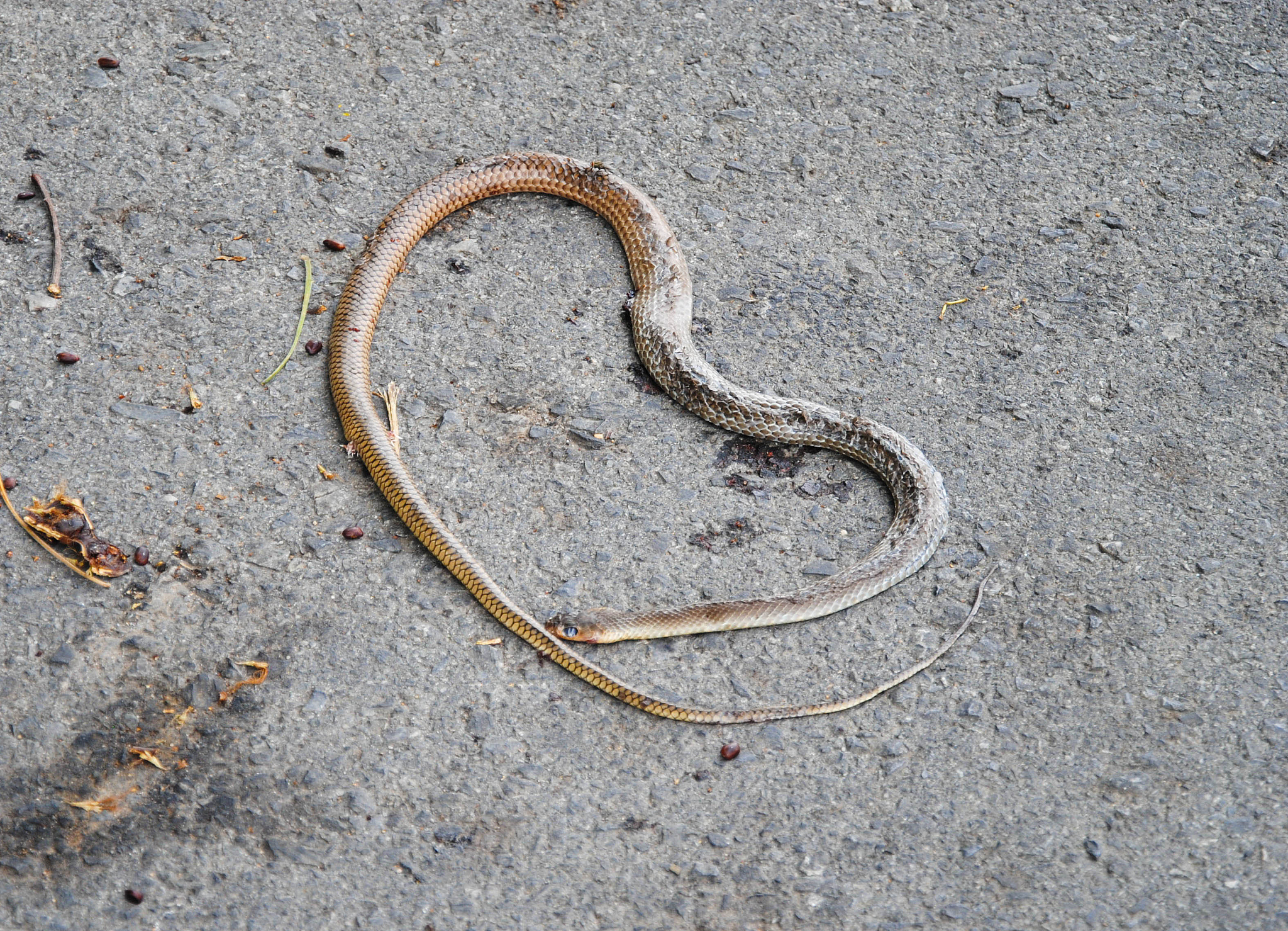 梦到蛇虫蚊子和去世的母亲说话意味着什么？