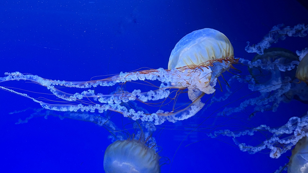 深海探秘：揭开神秘的海底世界