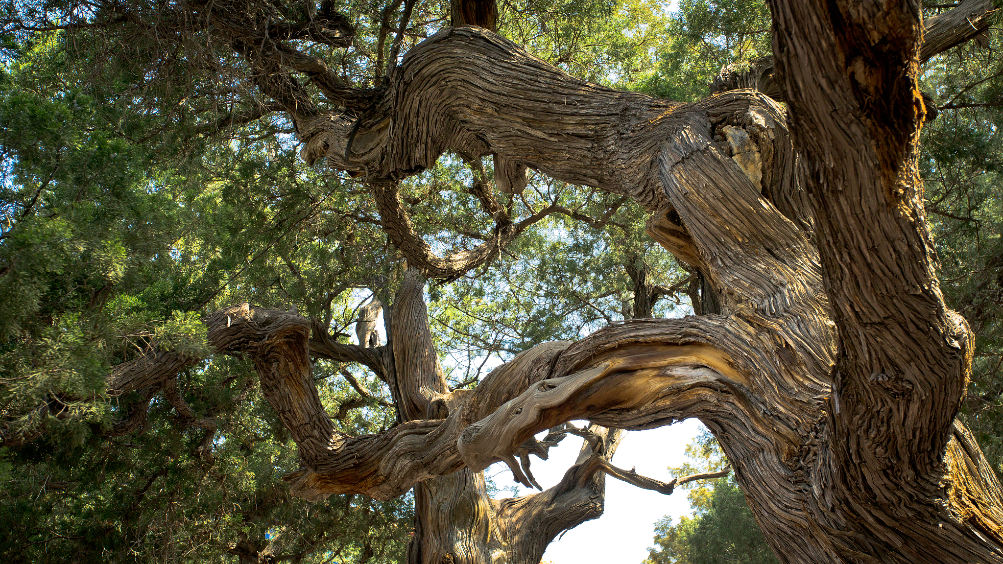 山西大槐树：2500年古树，中国北方最大槐树之一