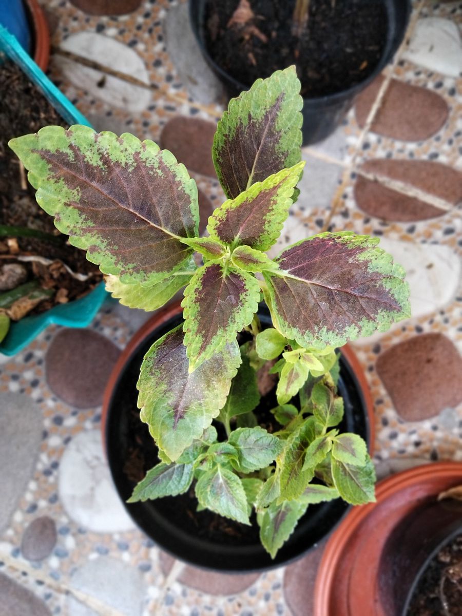 斑叶竹节秋海棠养殖指南：3000字详解，助你轻松养护