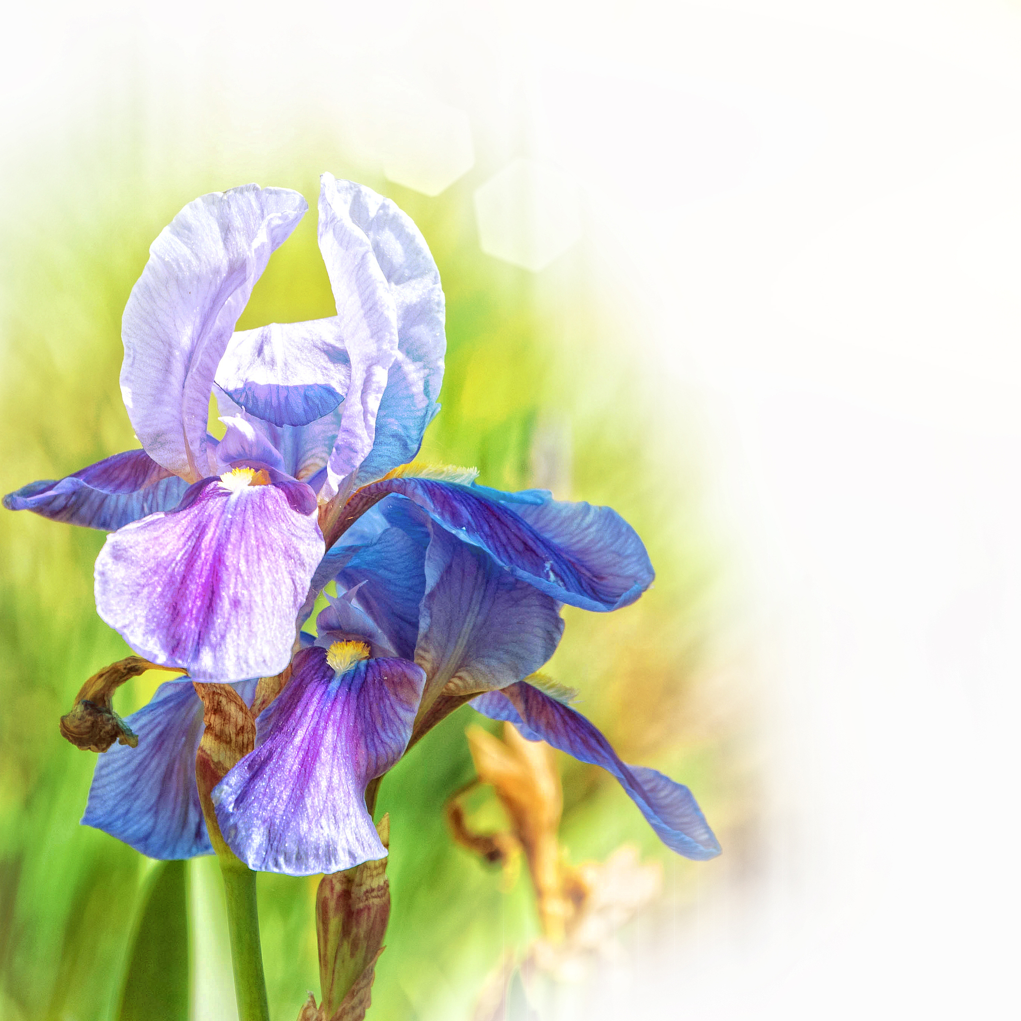 青海植物学实习结果：西宁市植物园与青海大学校园植物多样性及适应性研究