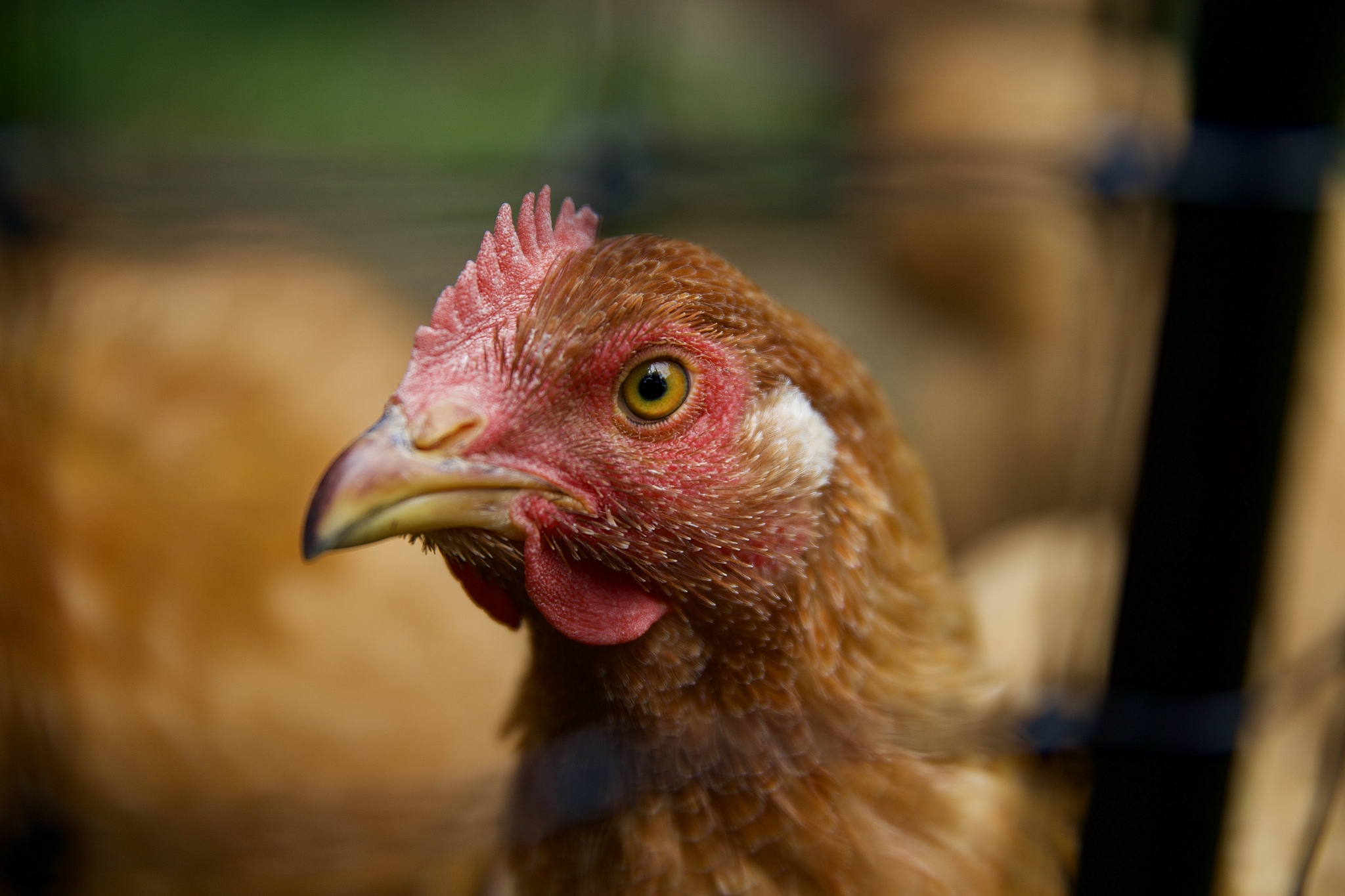 chicken