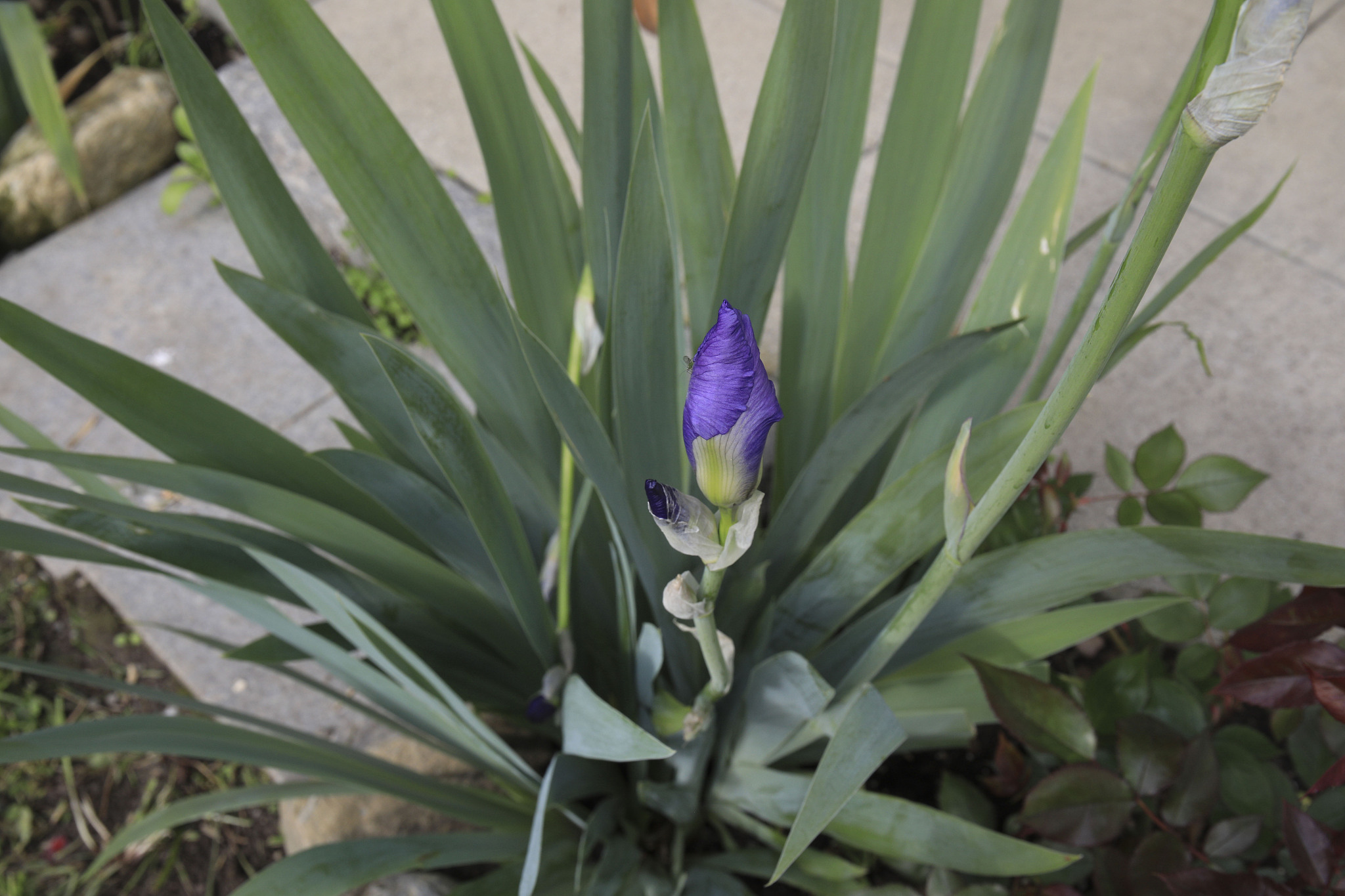 blue lilac iris
