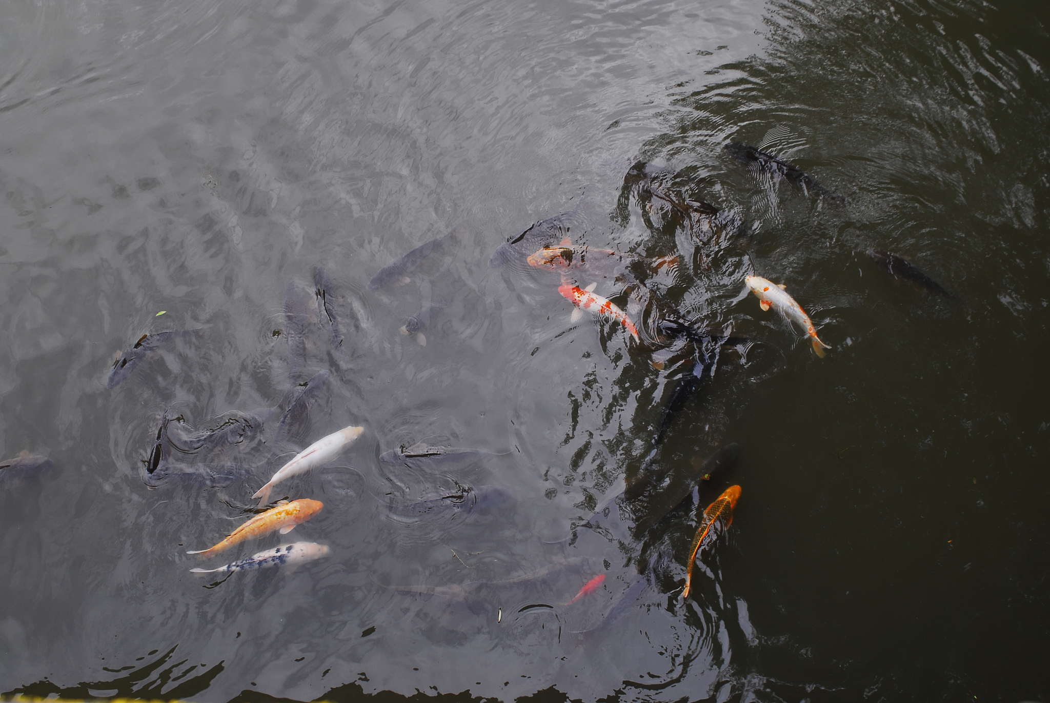 给出一个关于鱼类主题的论文标题和论文大纲