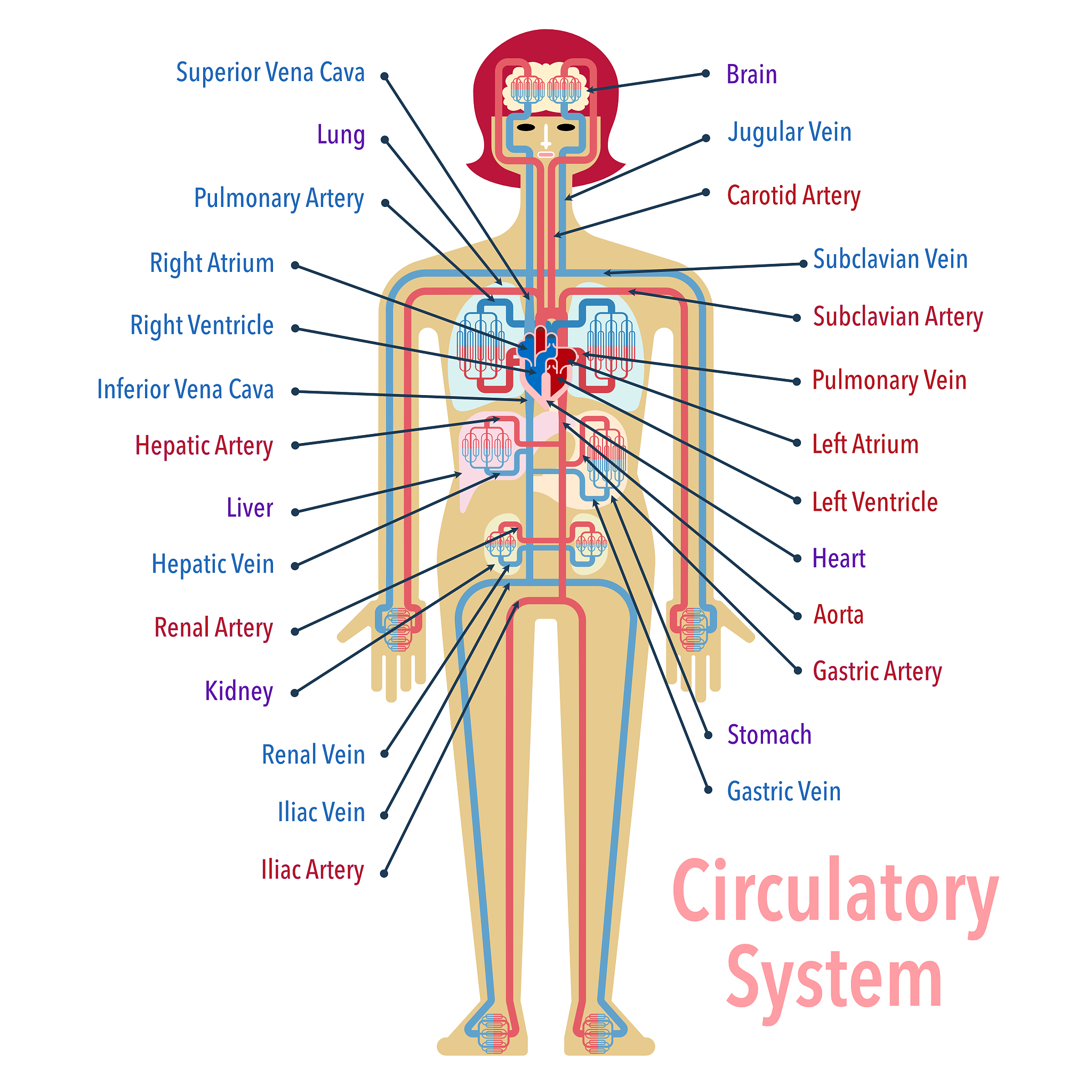 90天攻克英语：我的1000字定制学习计划