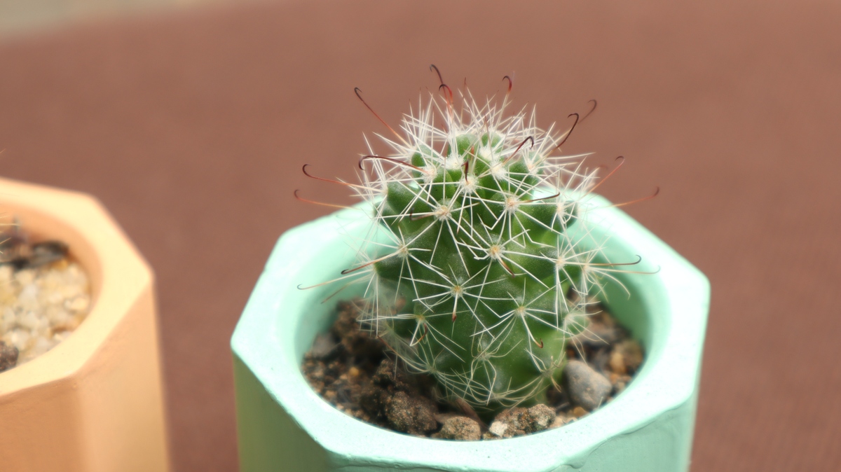 春季仙人球多久浇一次水