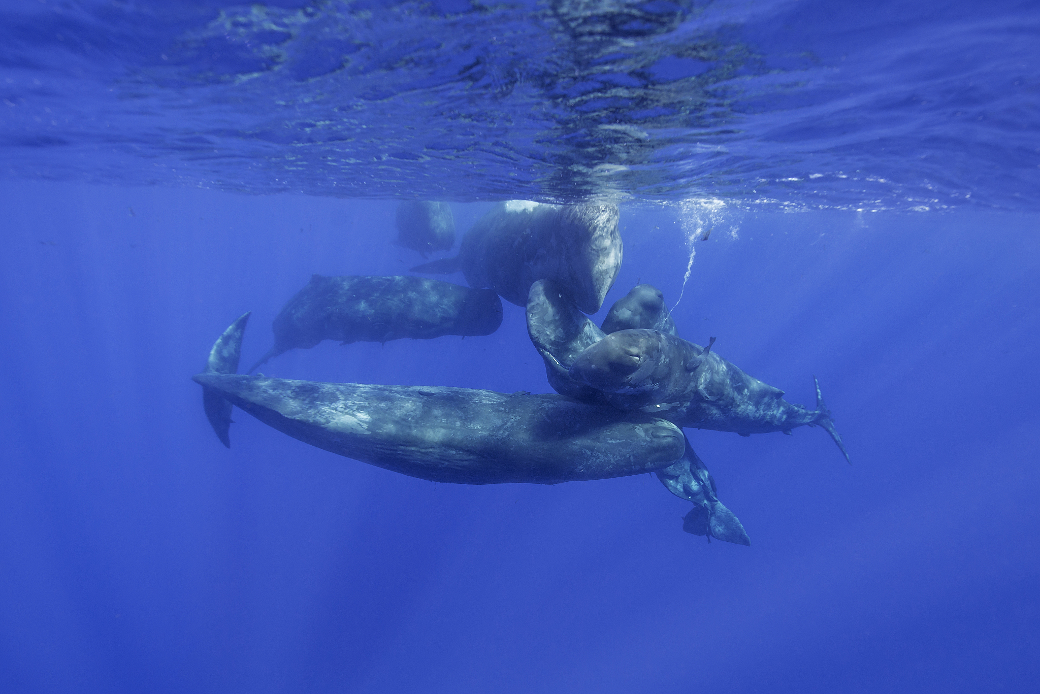 8-Hour Ocean Adventure to Witness Killer Whale's Amazing Skills