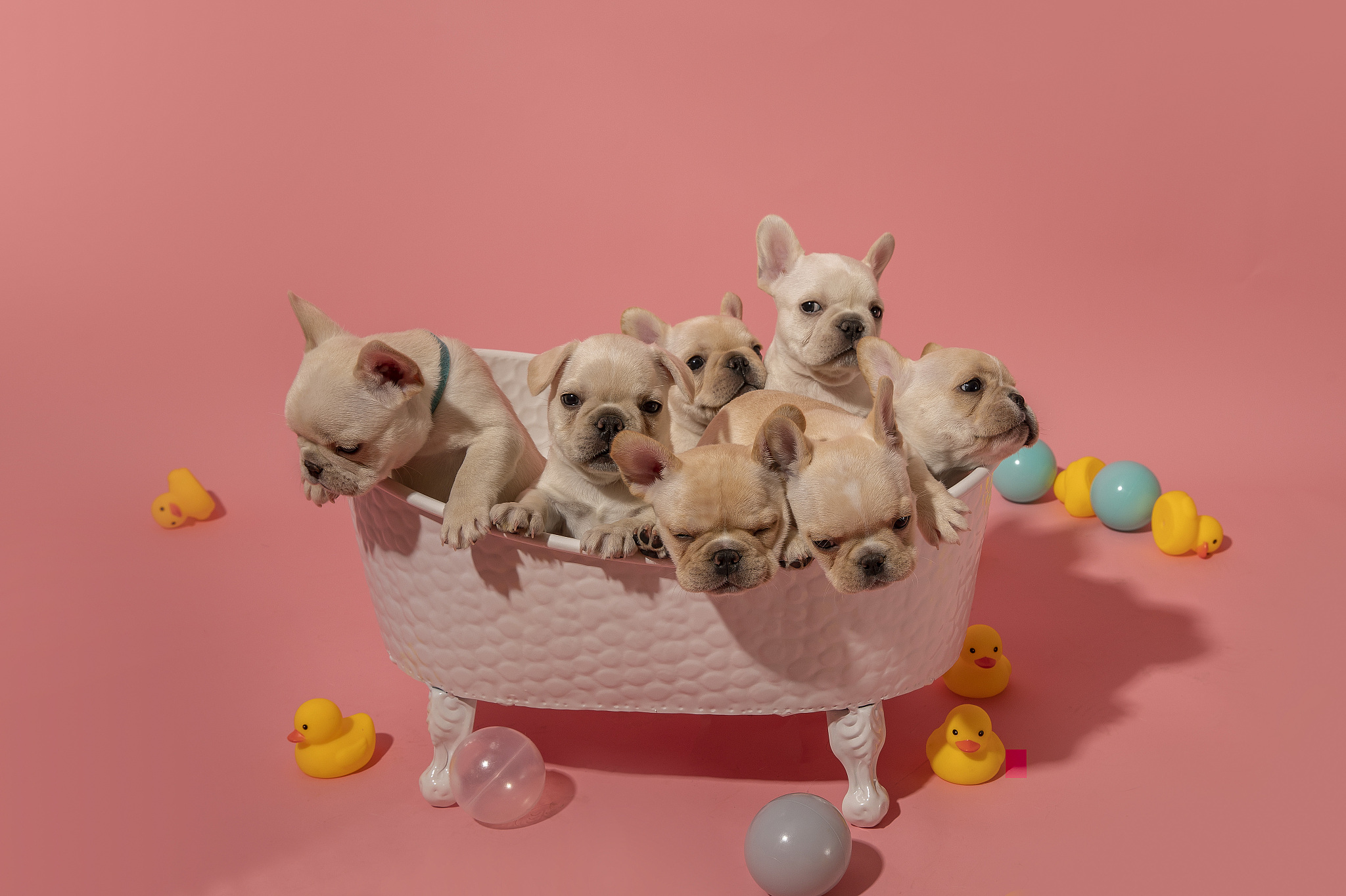 网恋的小奶狗太粘人一分钟没回消息就疯狂表情包轰炸。会上我偷偷摸摸回消息安抚。而消息发出那一刻坐在一边旁听的总公司大佬的手机响起了特别关心提示音起五个字的标题