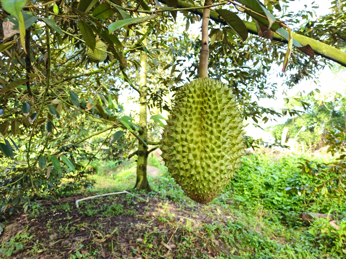 嫁接榴莲树能在铜仁种植吗
