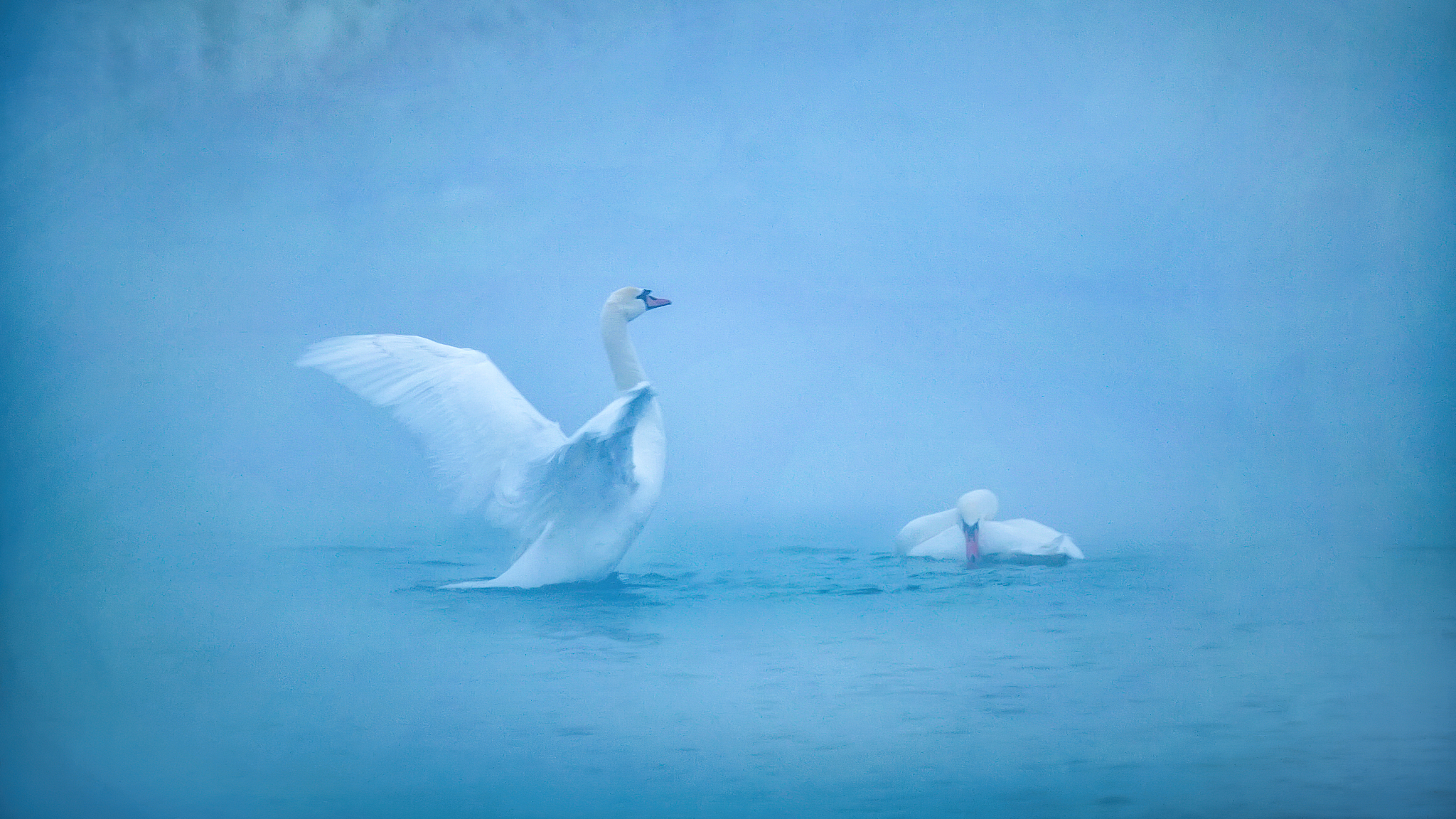 翻译：Goose goose goose with a curved neck singing towards the sky White feathers float on the green water while red palms stir the clear waves