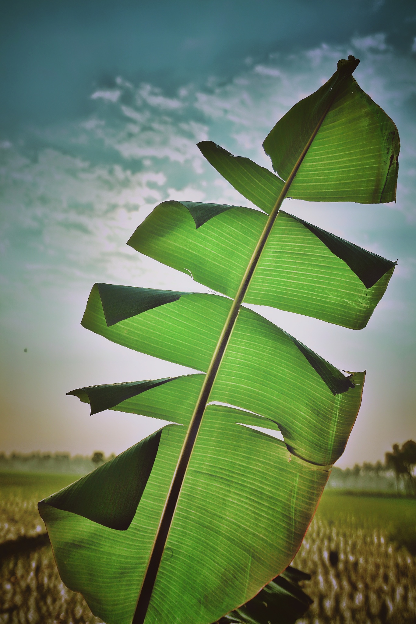 close-up of plant growing on field against sky