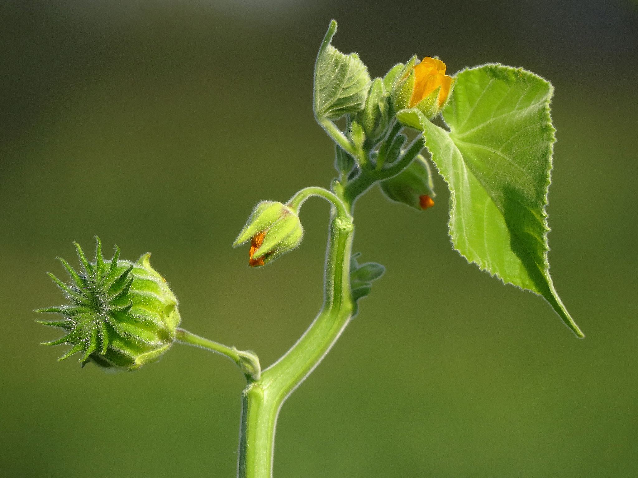 abutilon theophrasti velvetleaf, velvetweed, invasive species