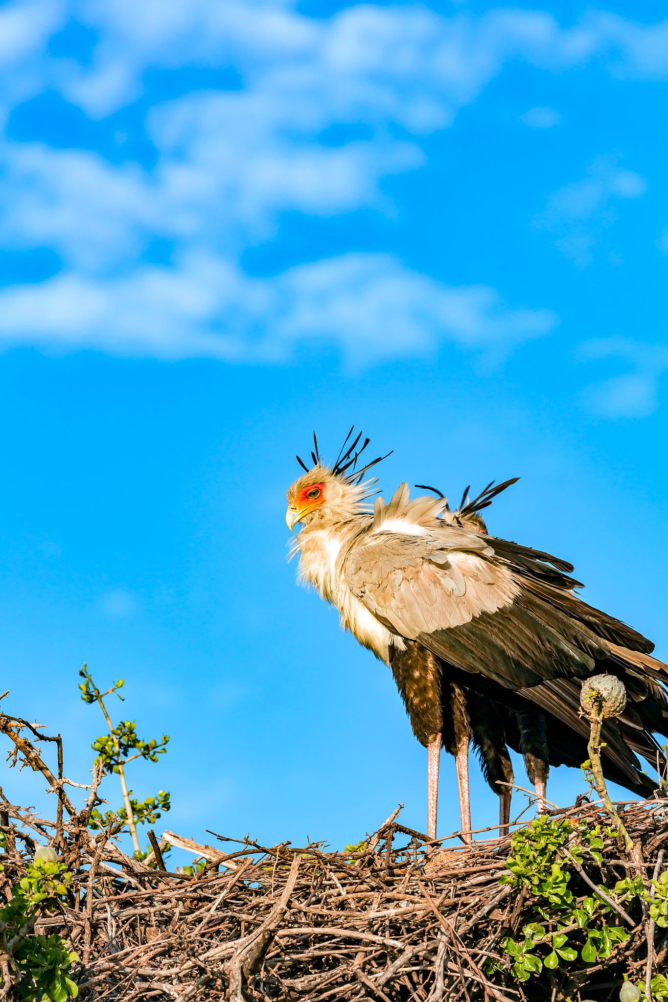 Who Is the Strongest and Biggest Bird? Mighty Eagle vs. Others