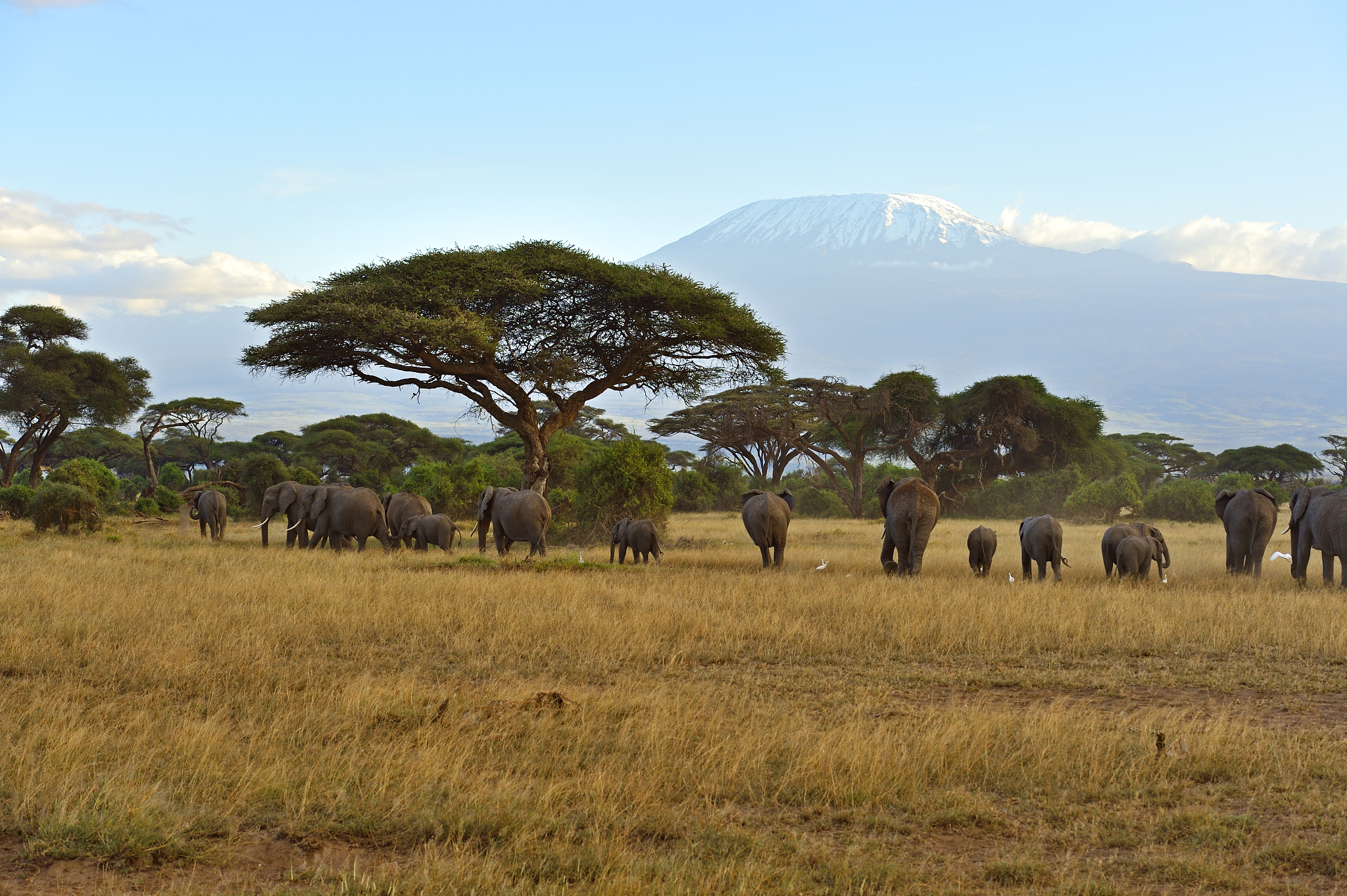 kilimanjaro elephants