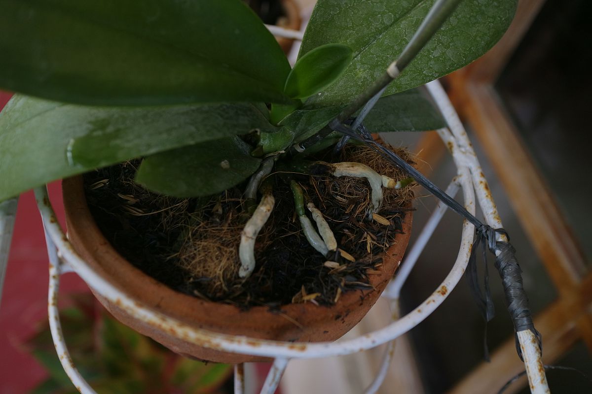 白兰烂根怎么处理