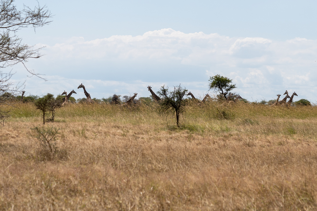 大象和长颈鹿搭桥：友谊和智慧的童话故事
