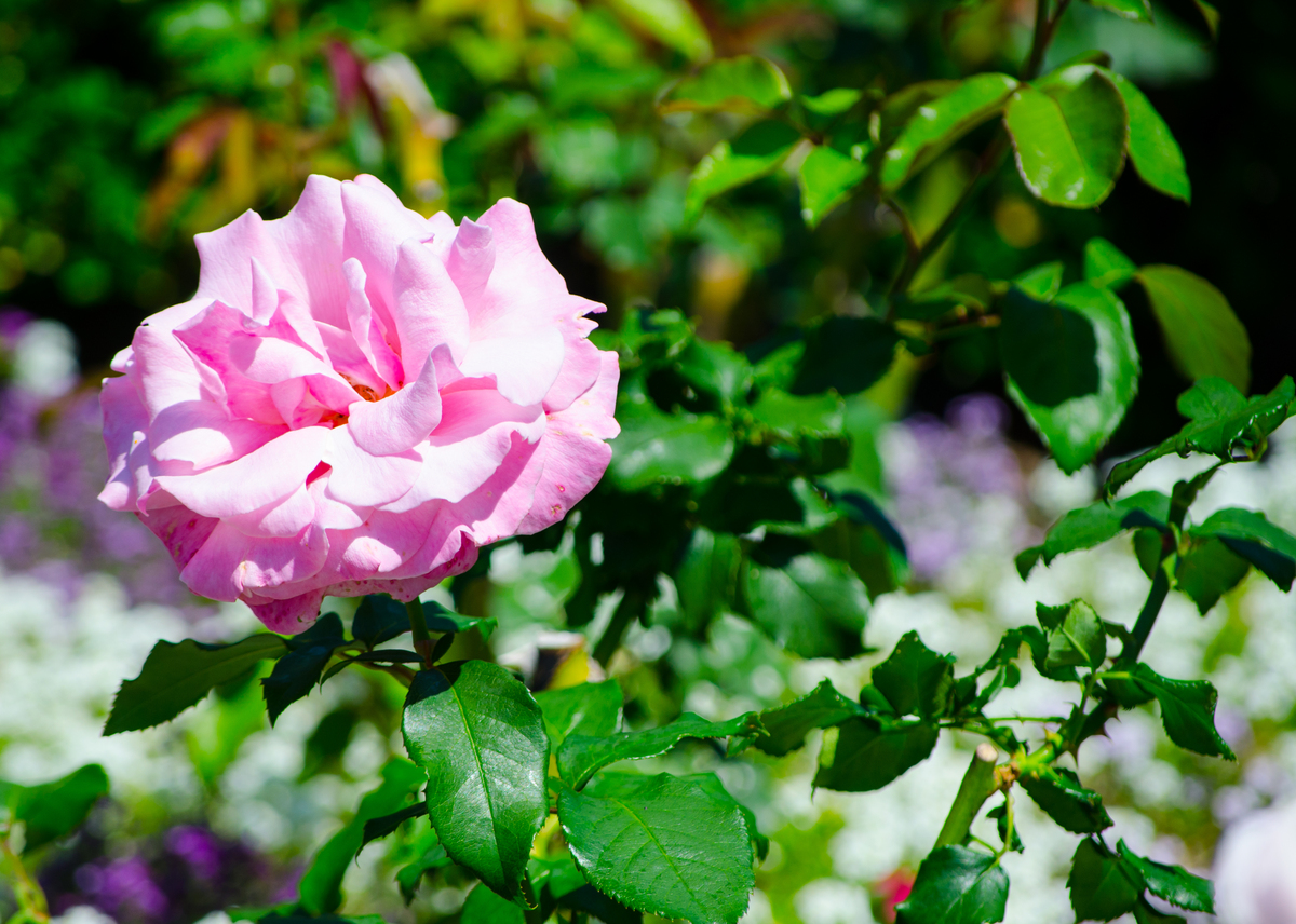 朋友：你喜欢花吗？如果有是什么类型？我喜欢各种花我该如何回答？