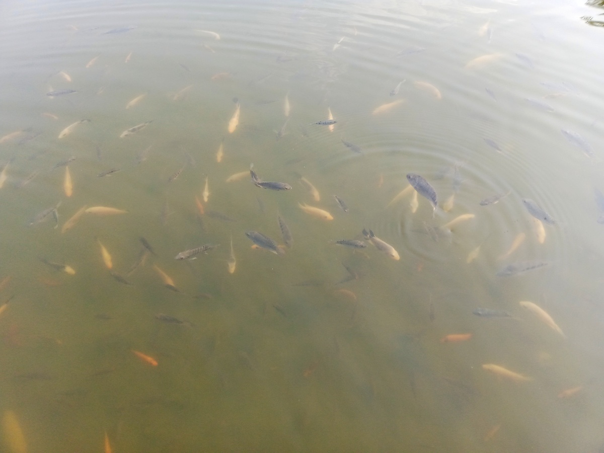 养虾池塘生物繁殖技巧：提高虾产量